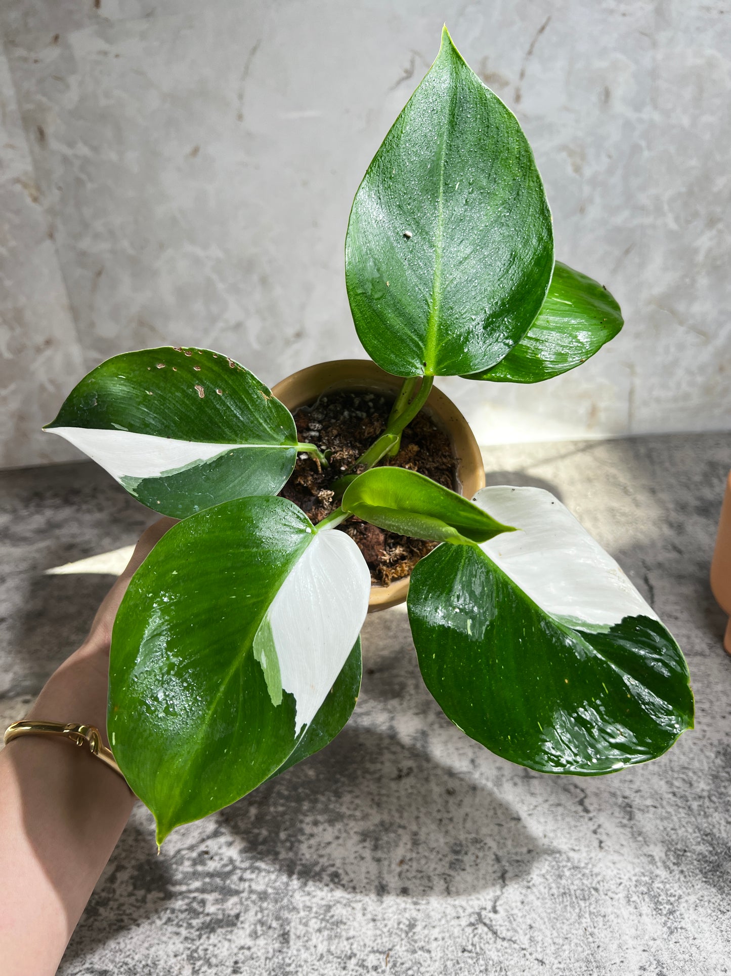 Philodendron white wizard rooting node