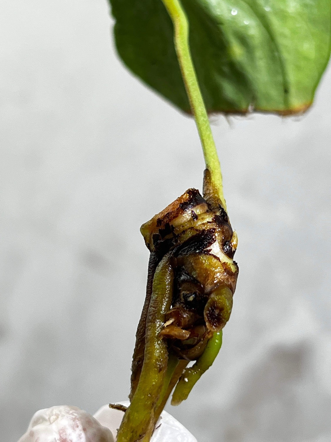 Anthurium king clarinevium 1 leaf