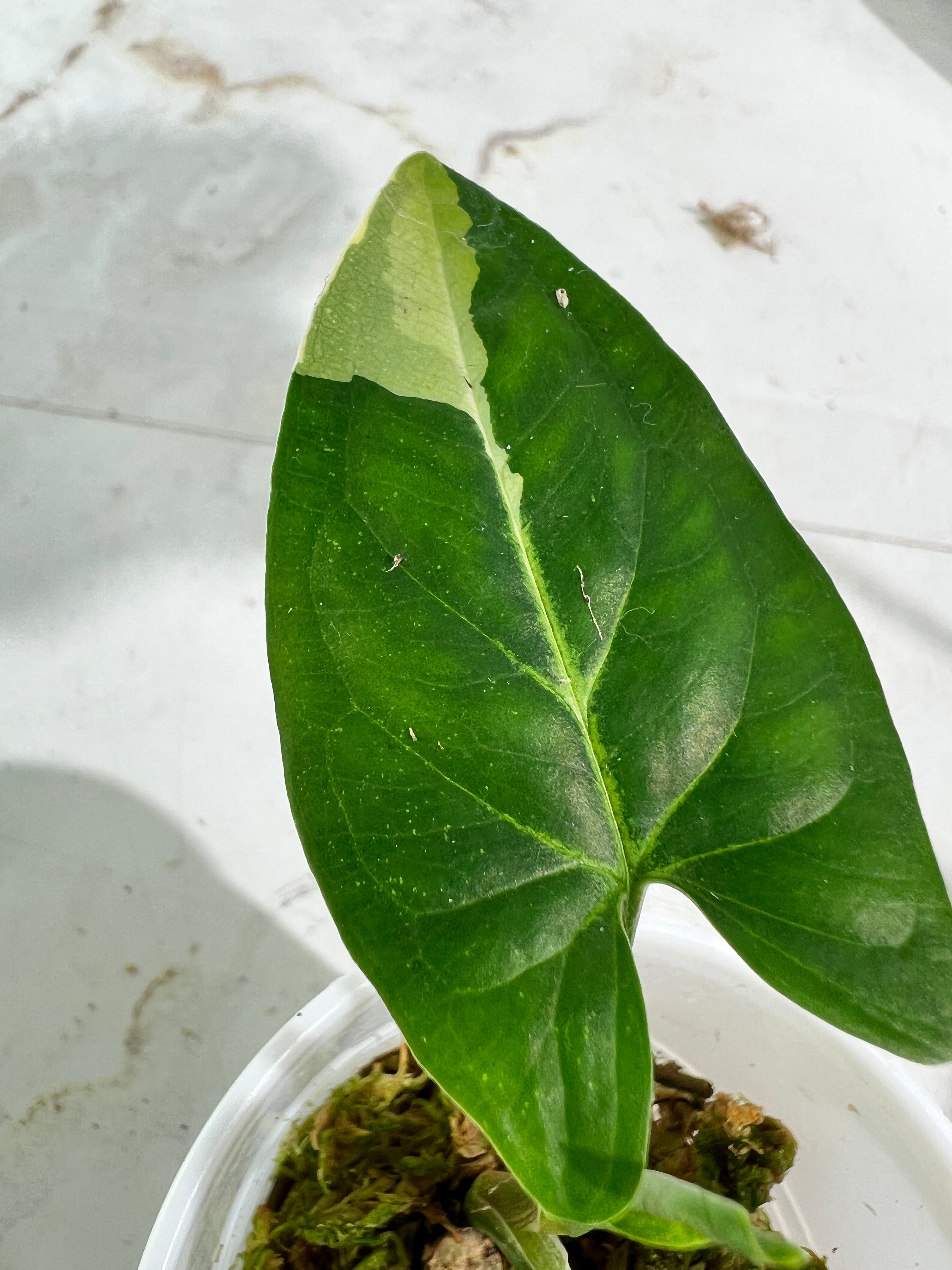 Syngonium aurea rooted 3 leaves highly Variegated