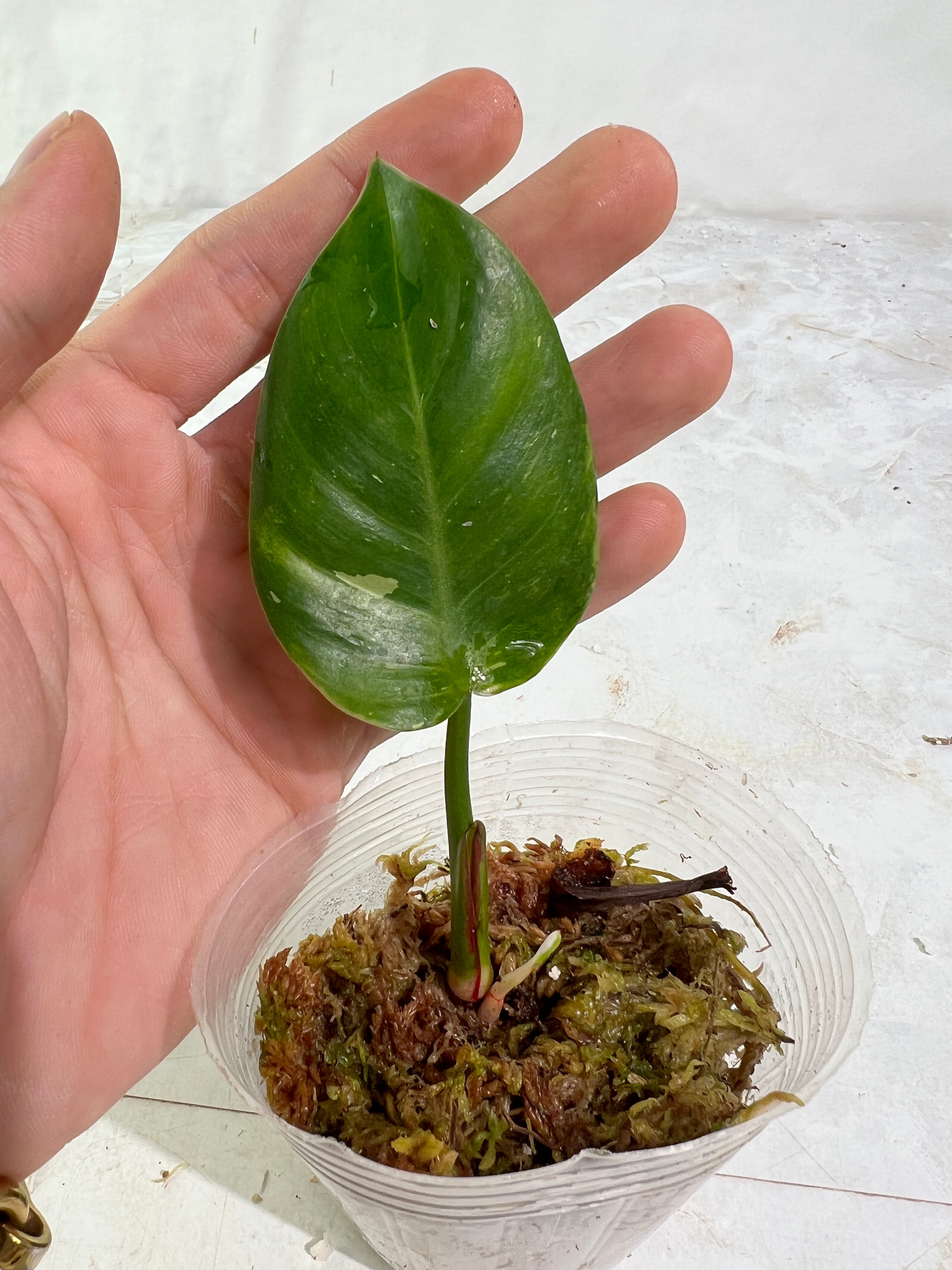 Philodendron white princess rooted 2 leaves 1 sprout