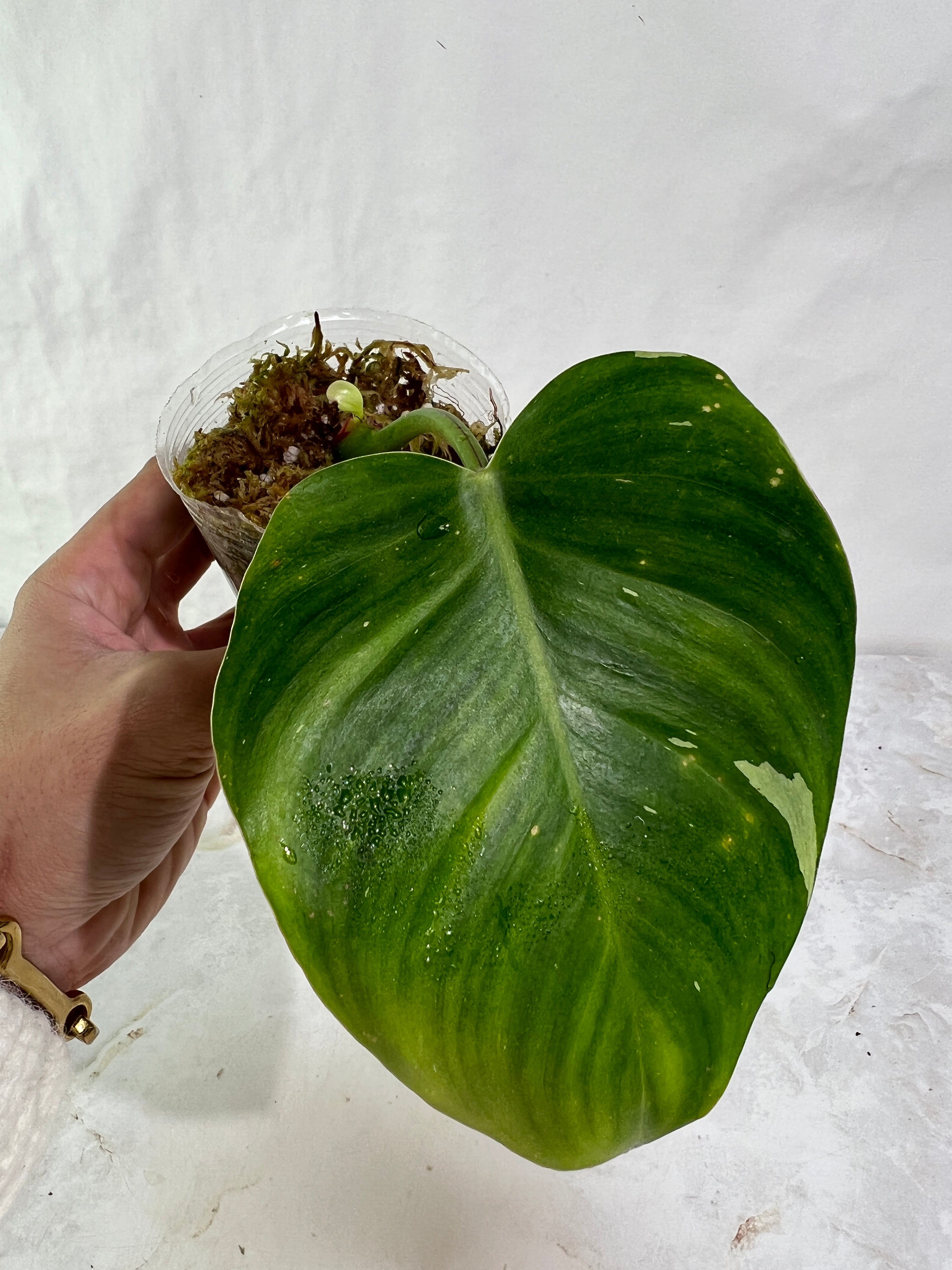 Philodendron white princess rooted  2 leaves