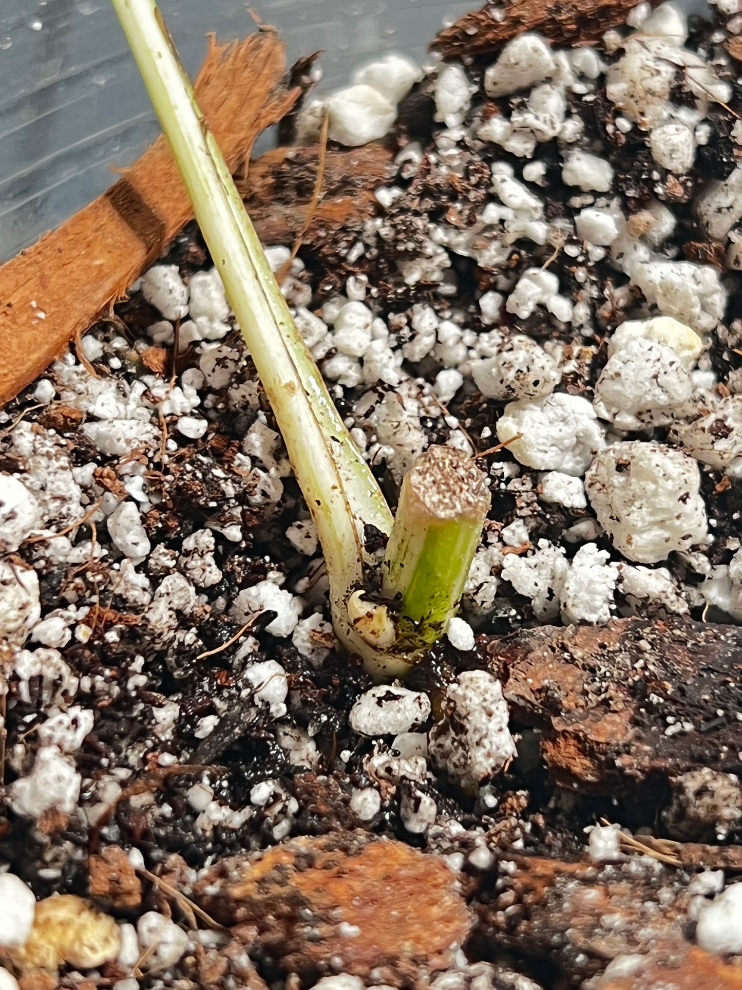 Epipremnum pinnatum marble 1 leaf 1 sprout Rooted