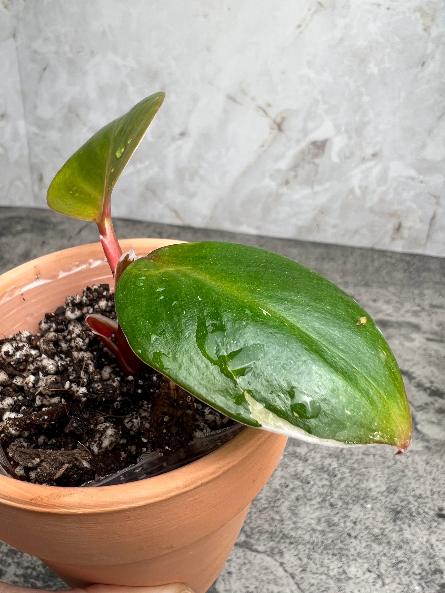 Philodendron white knight tricolor rooting 2 leaves 1 highly Variegated  sprout