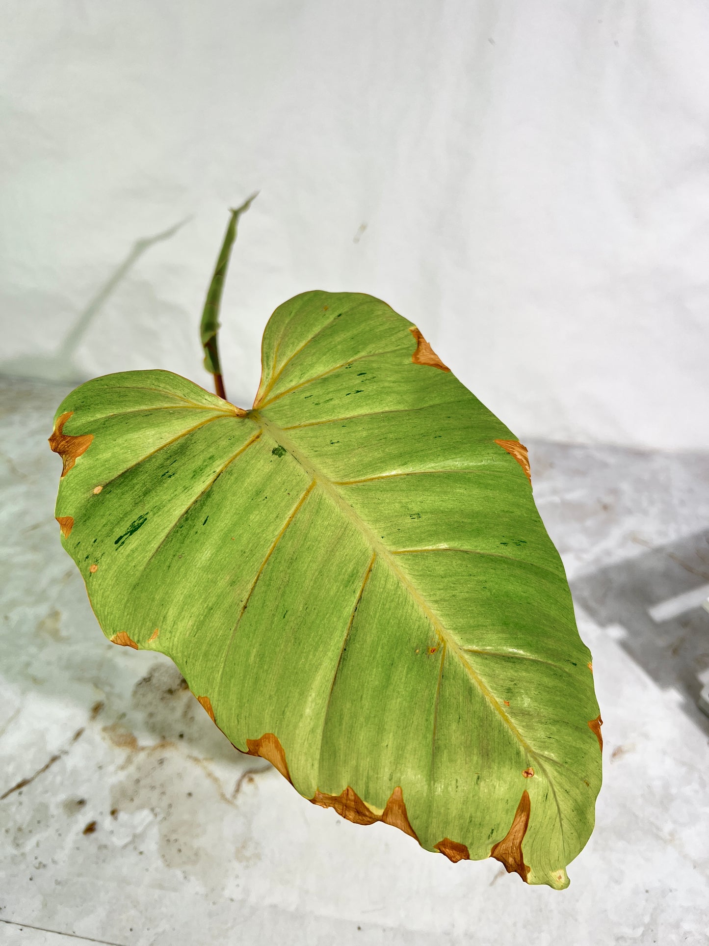 Philodendron snowdrifts rooting in soil 2 leaves (9.5” long) 1 sprout top cutting