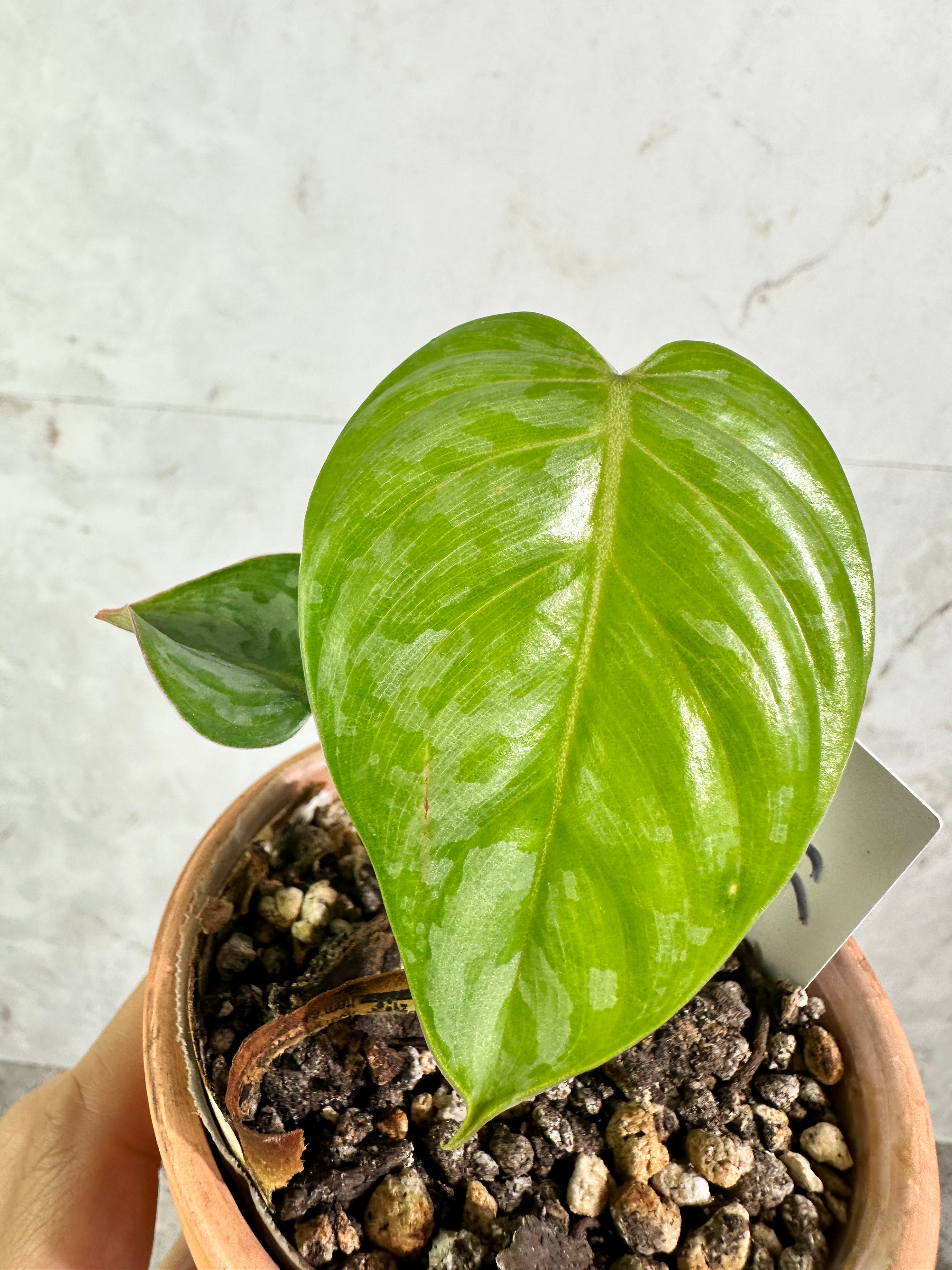 Philodendron sodiroi true form rooted