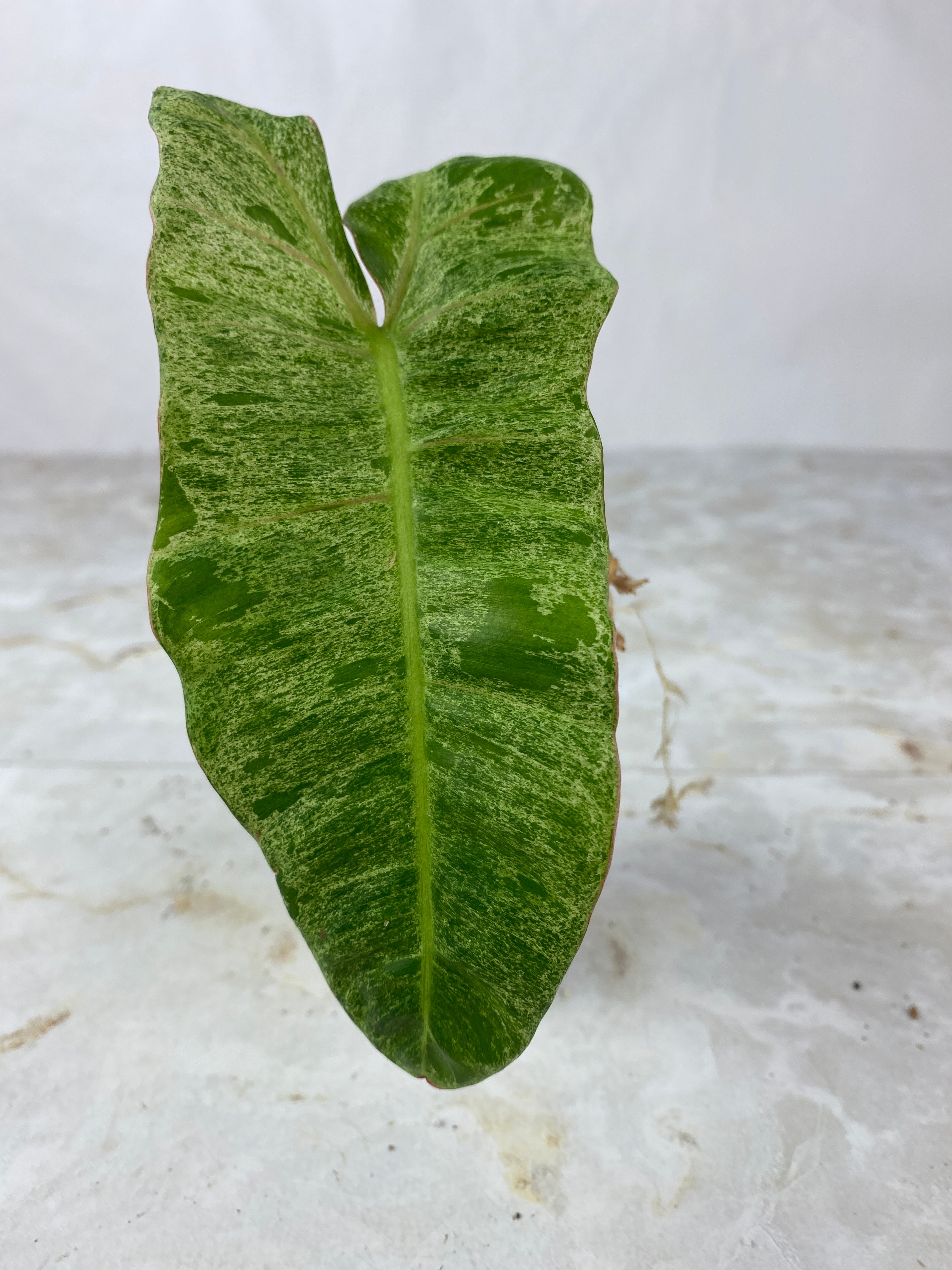 Philodendron paraiso verde 1 leaf 1 sprout rooted top cutting