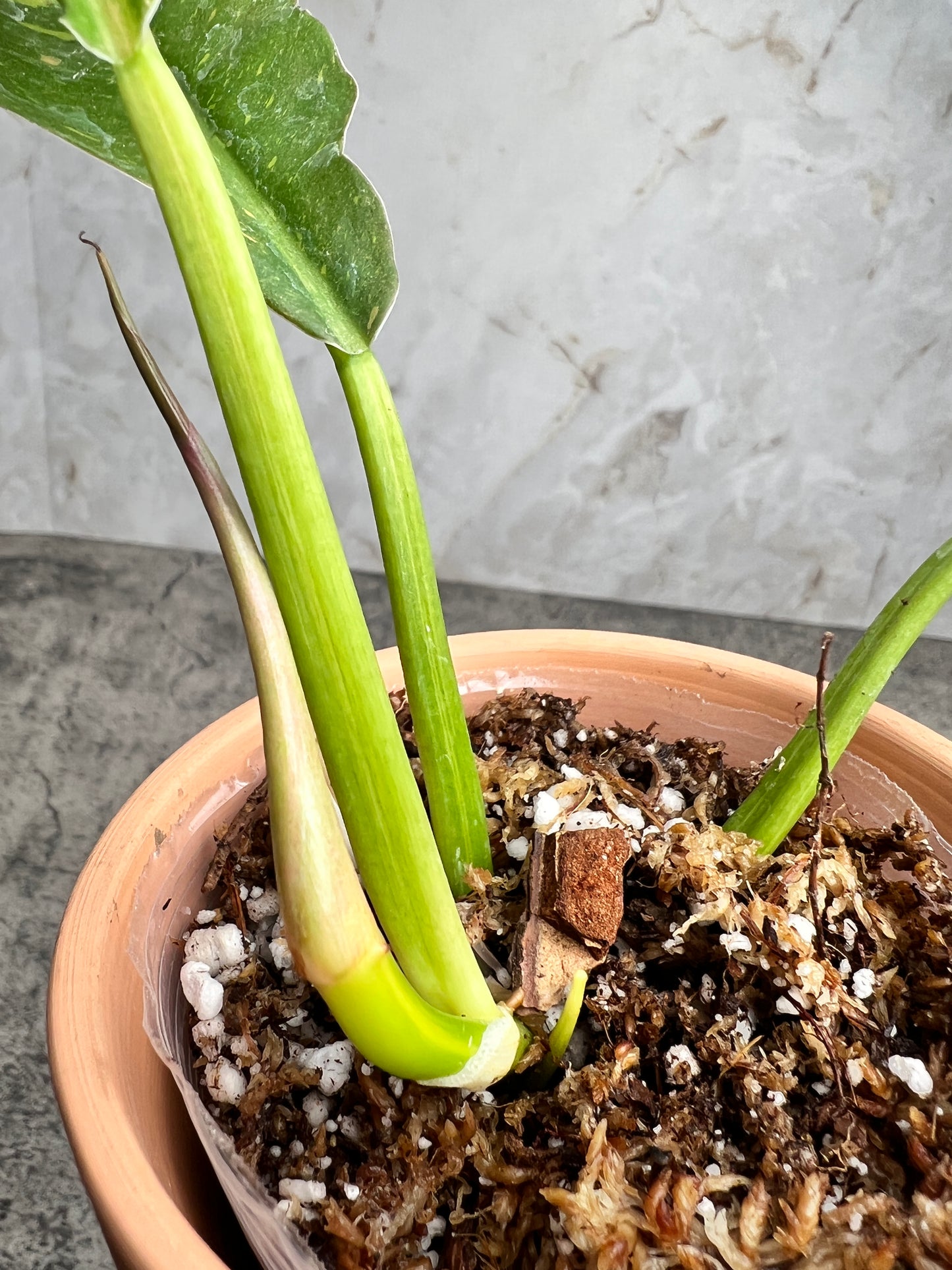 Philodendron ring of fire slightly rooted 3 leaves 1 sprout top cutting