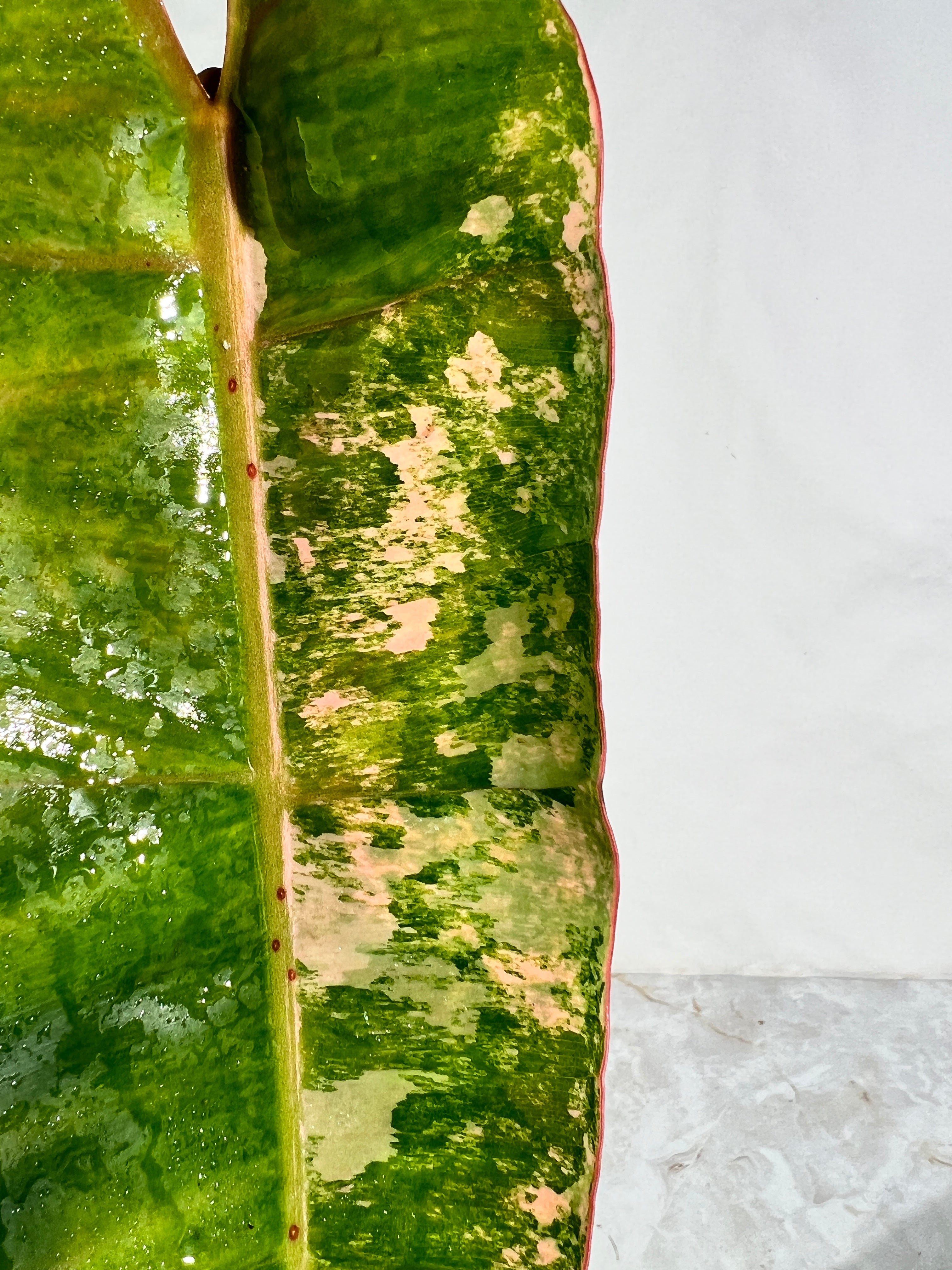 Philodendron Billietiae variegated unrooted cutting highly Variegated