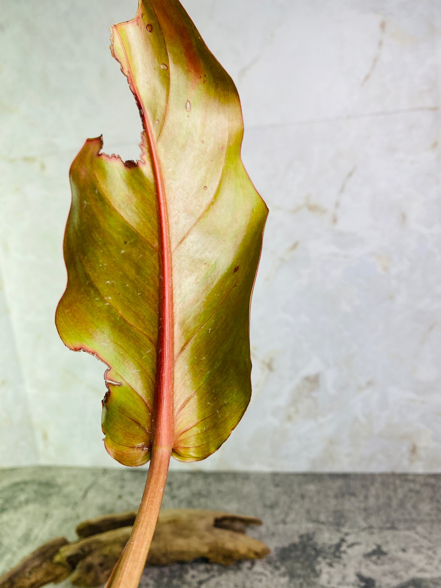 Philodendron Orange Marmalade Rooting 1 leaf