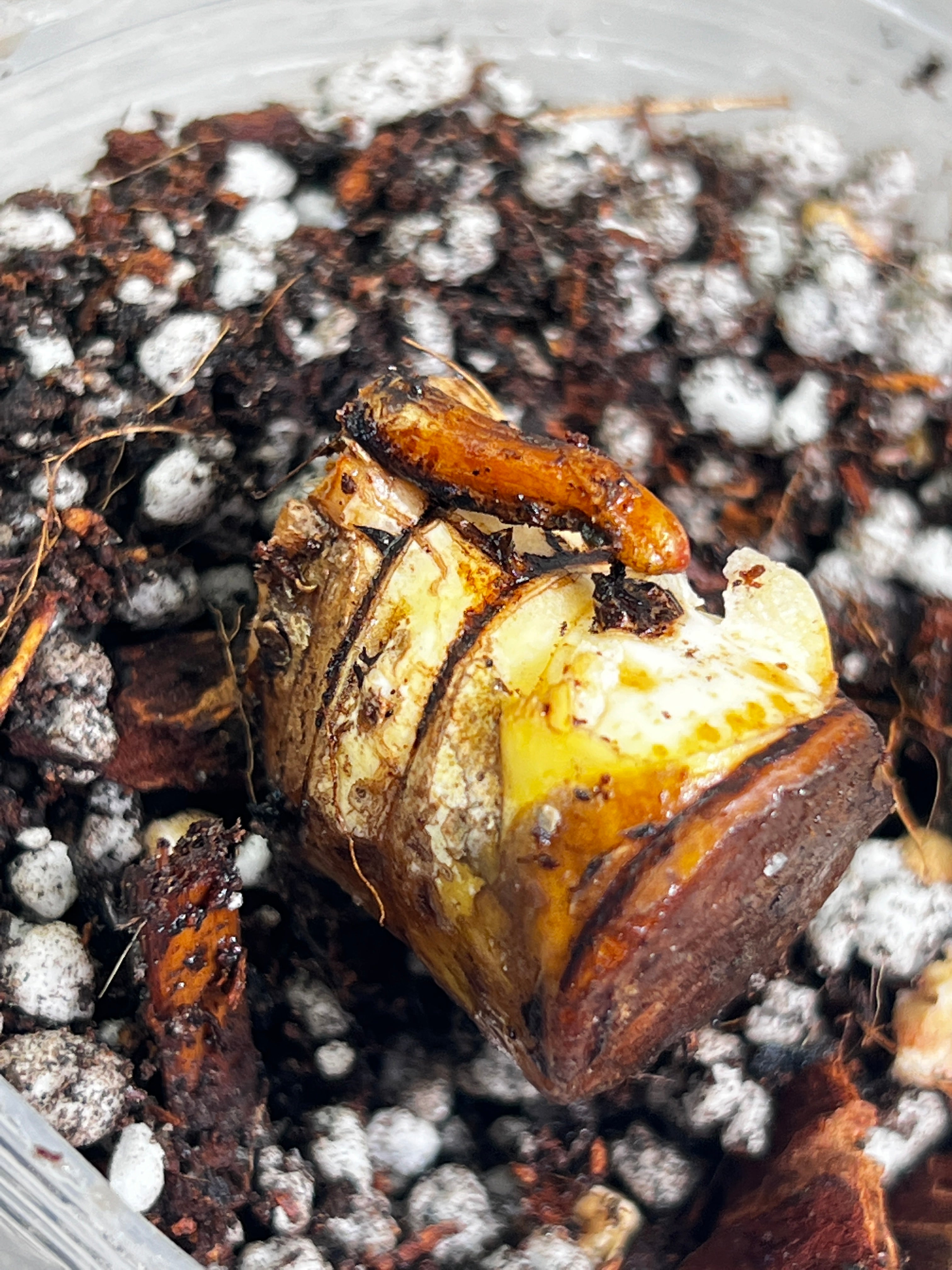 Philodendron snowdrifts rooting double  node 2 growing buds