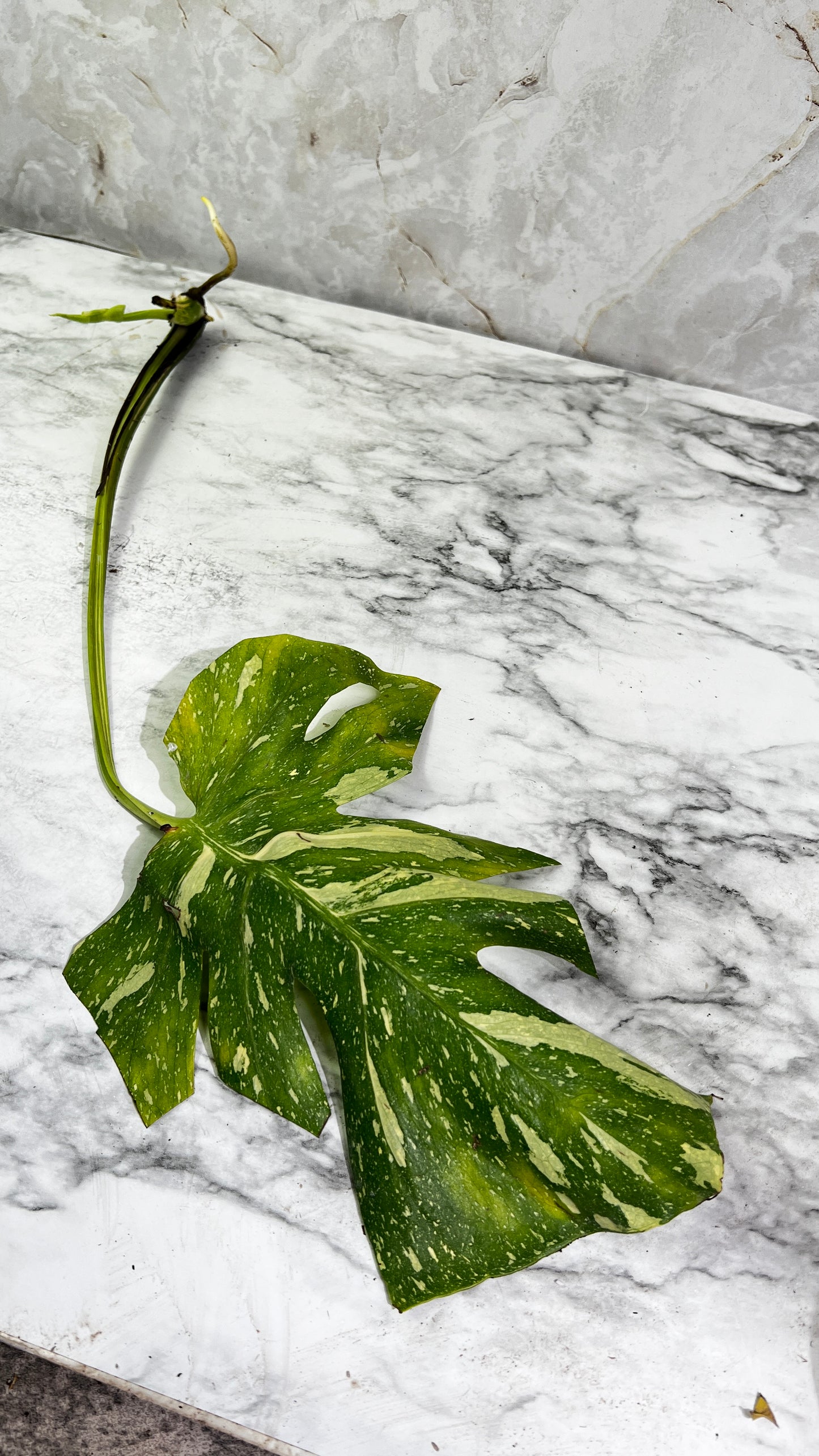 Monstera Thai Constellations rooting 2 leaves top cutting