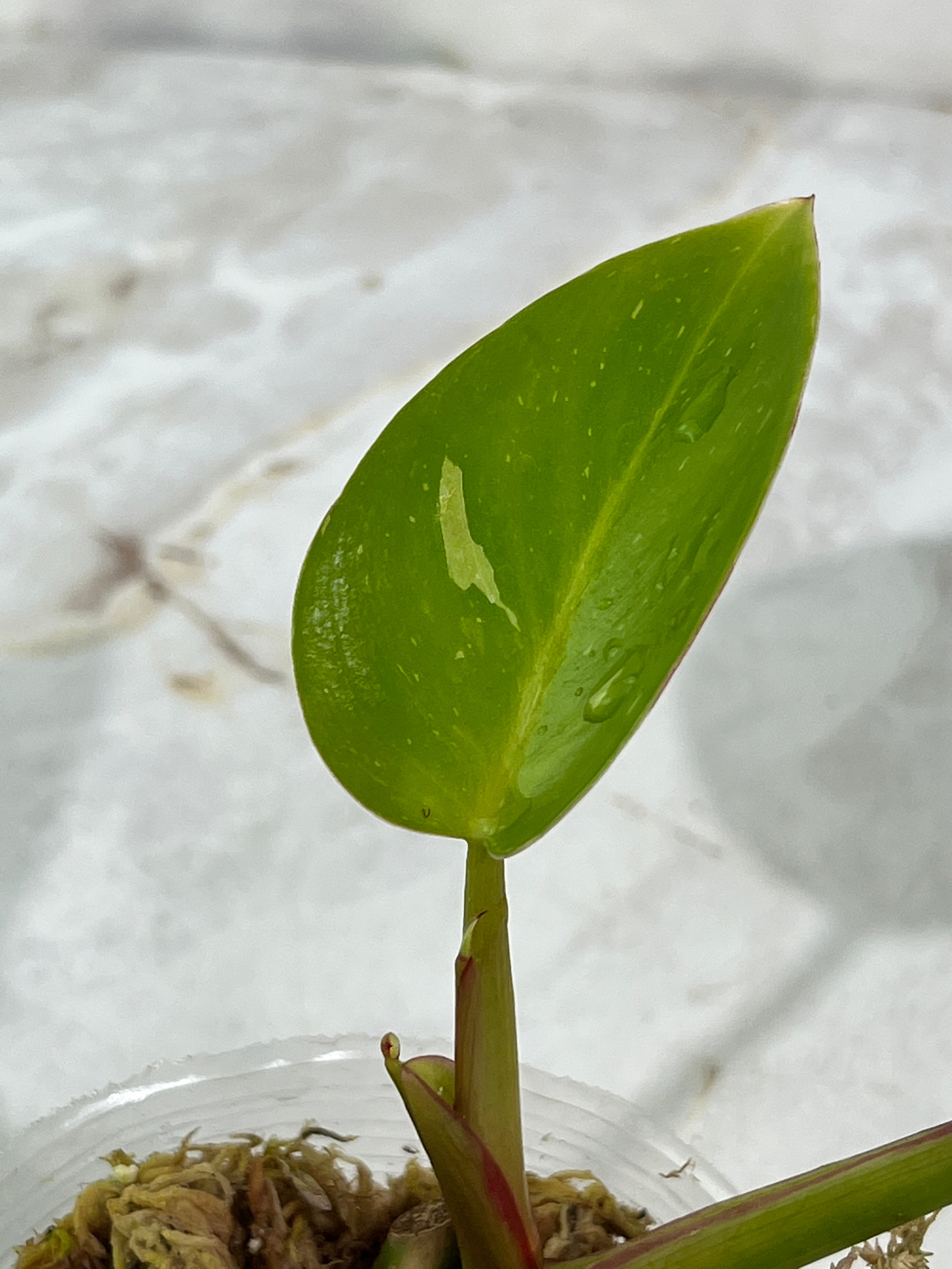 Philodendron white princess rooted  2 leaves 1 sprout