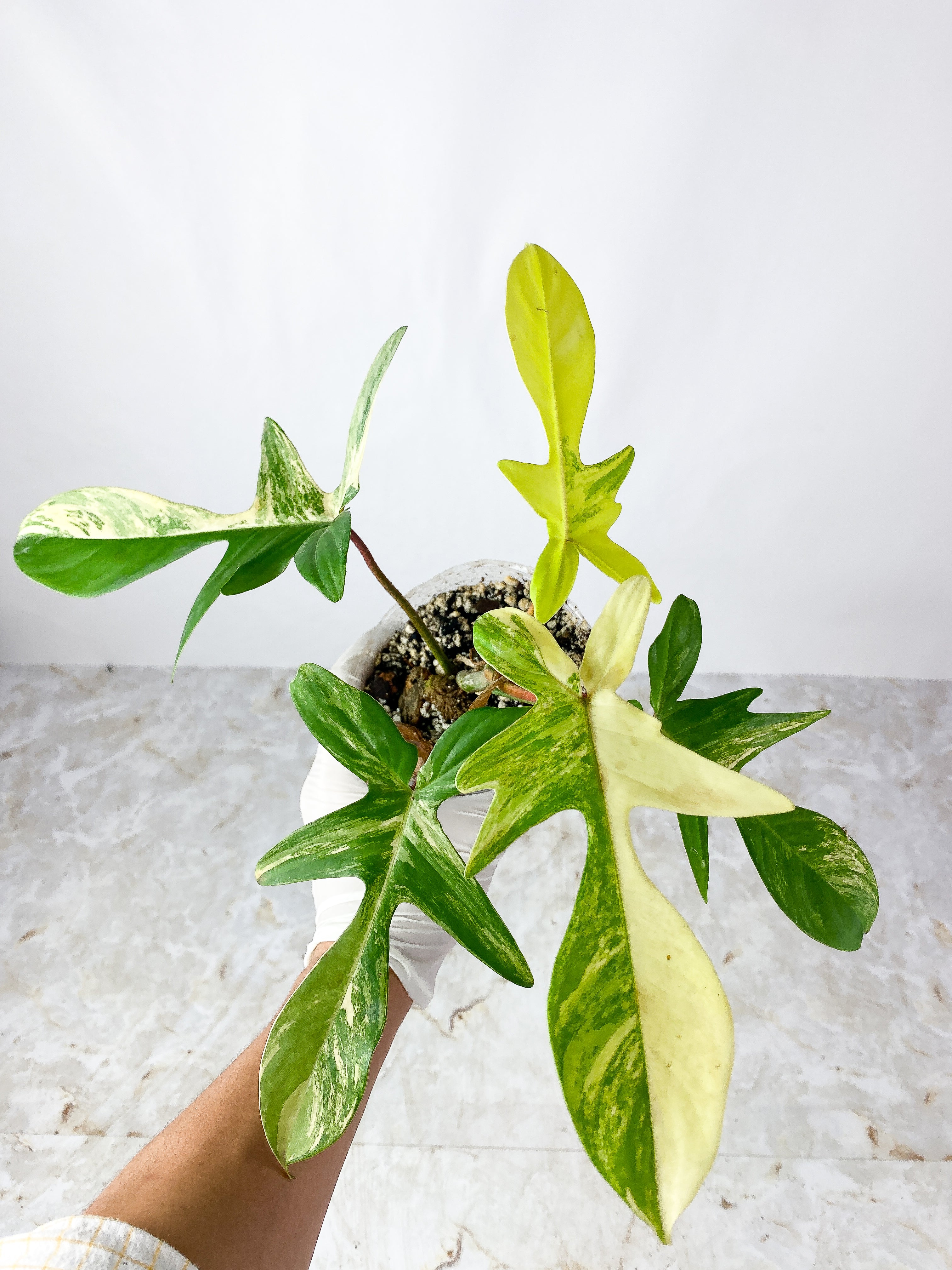 Philodendron Florida Beauty rooted 1 sprout 1 growing bud  double node