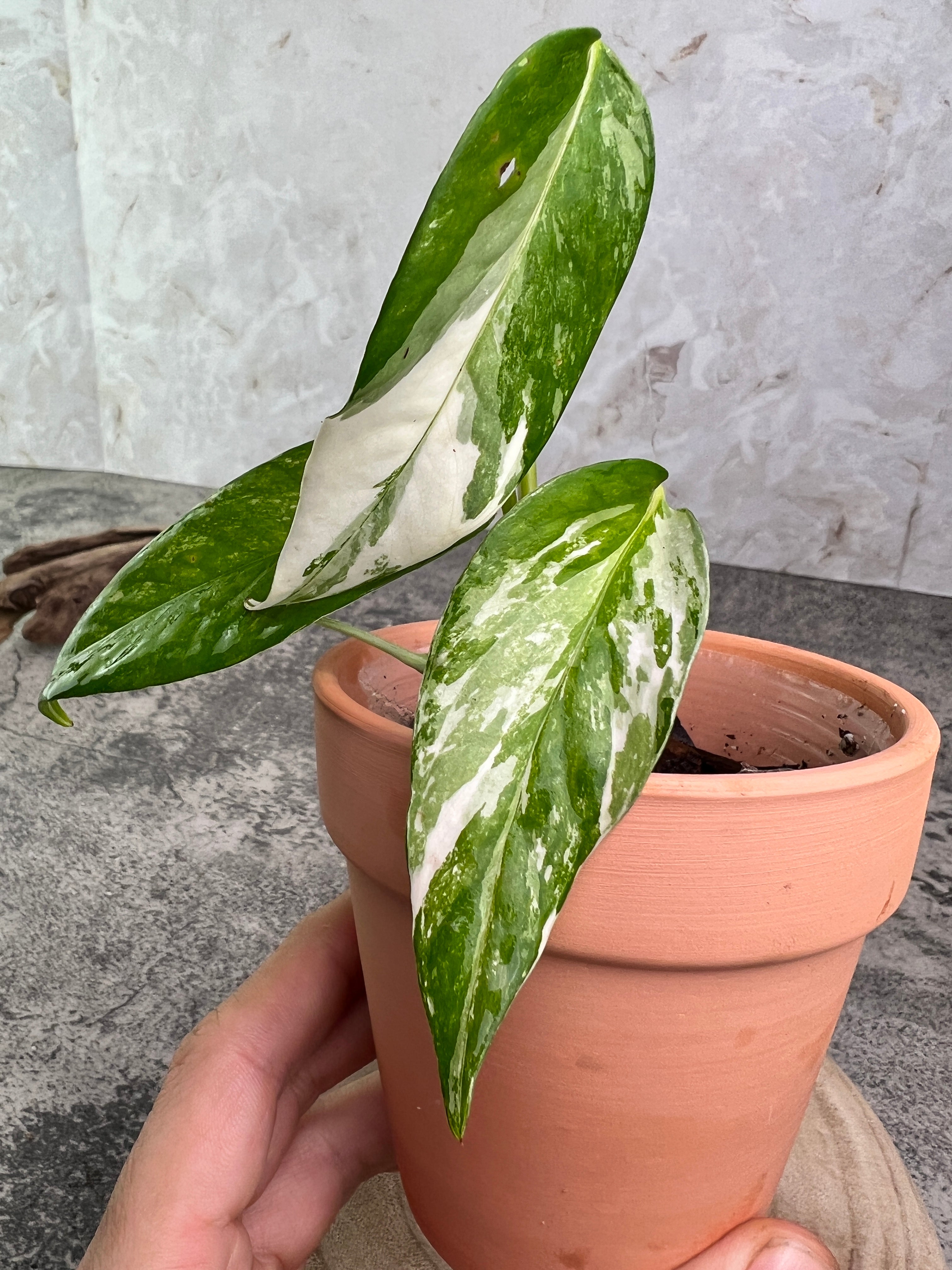 Epipremnum pinnatum variegated 3 leaves 1 sprout  rooted