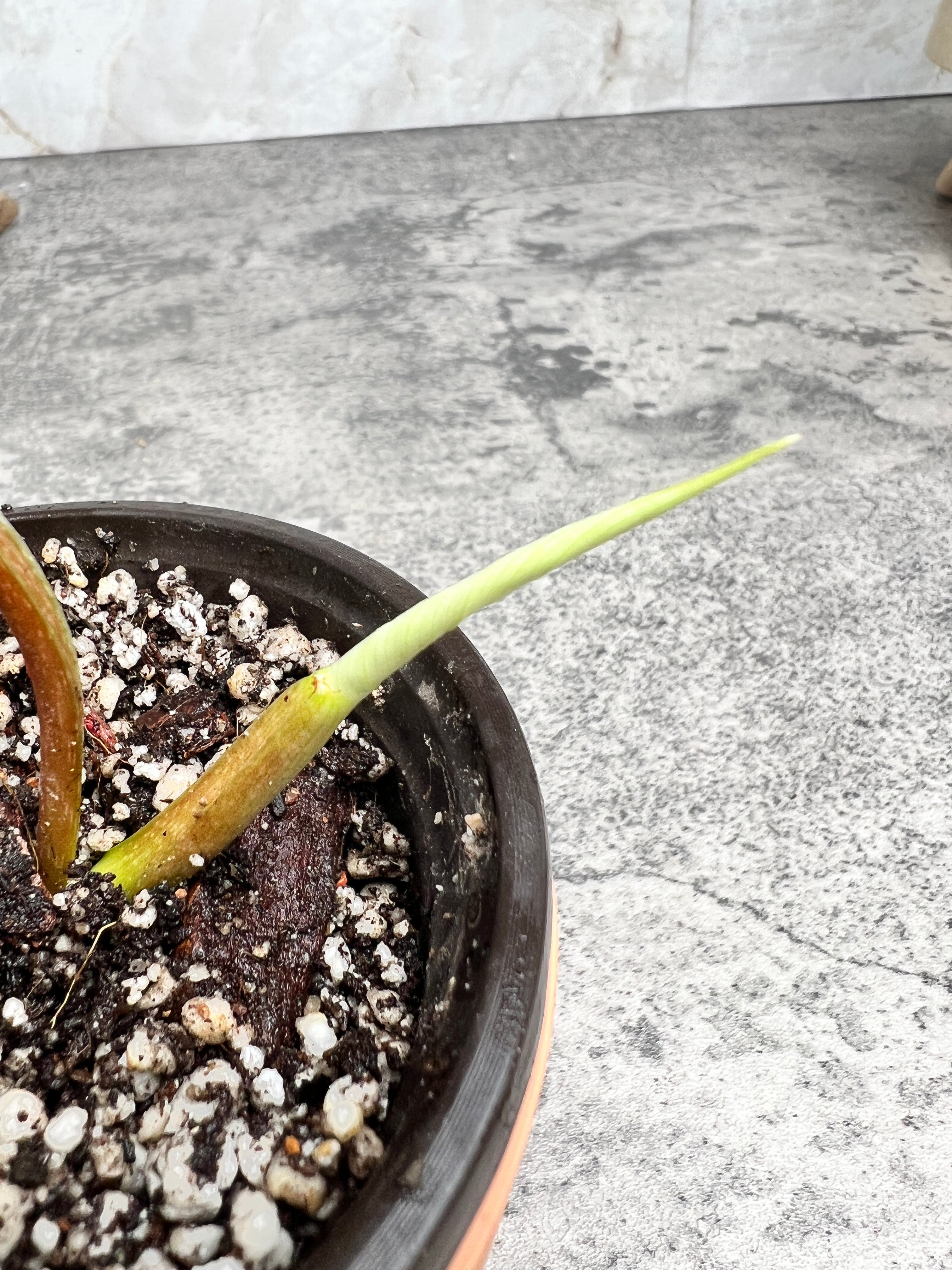 Philodendron plowmanii silver cloud rooted 2 leaves top cutting