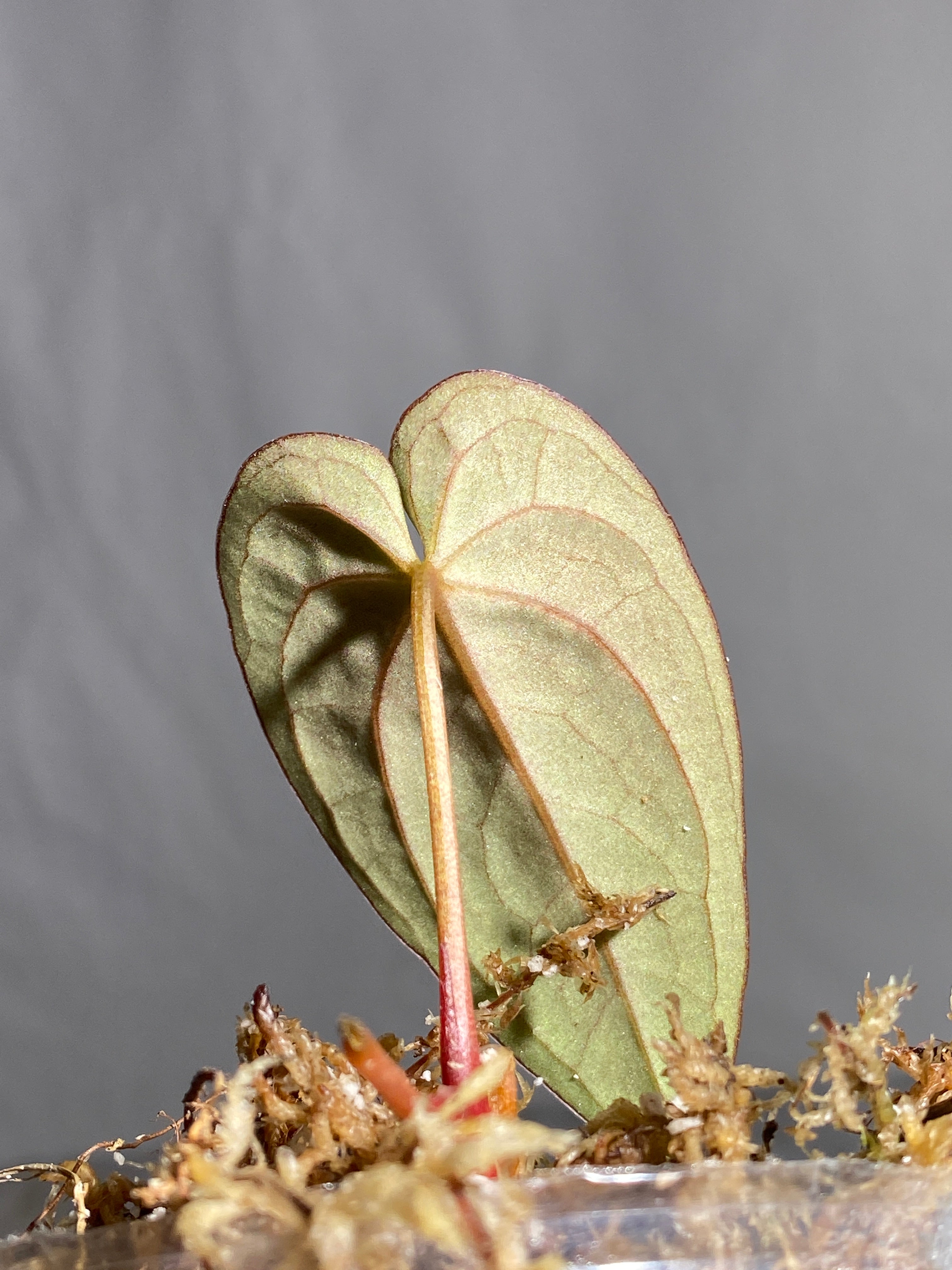 Anthurium Dark Phoenix slightly rooted