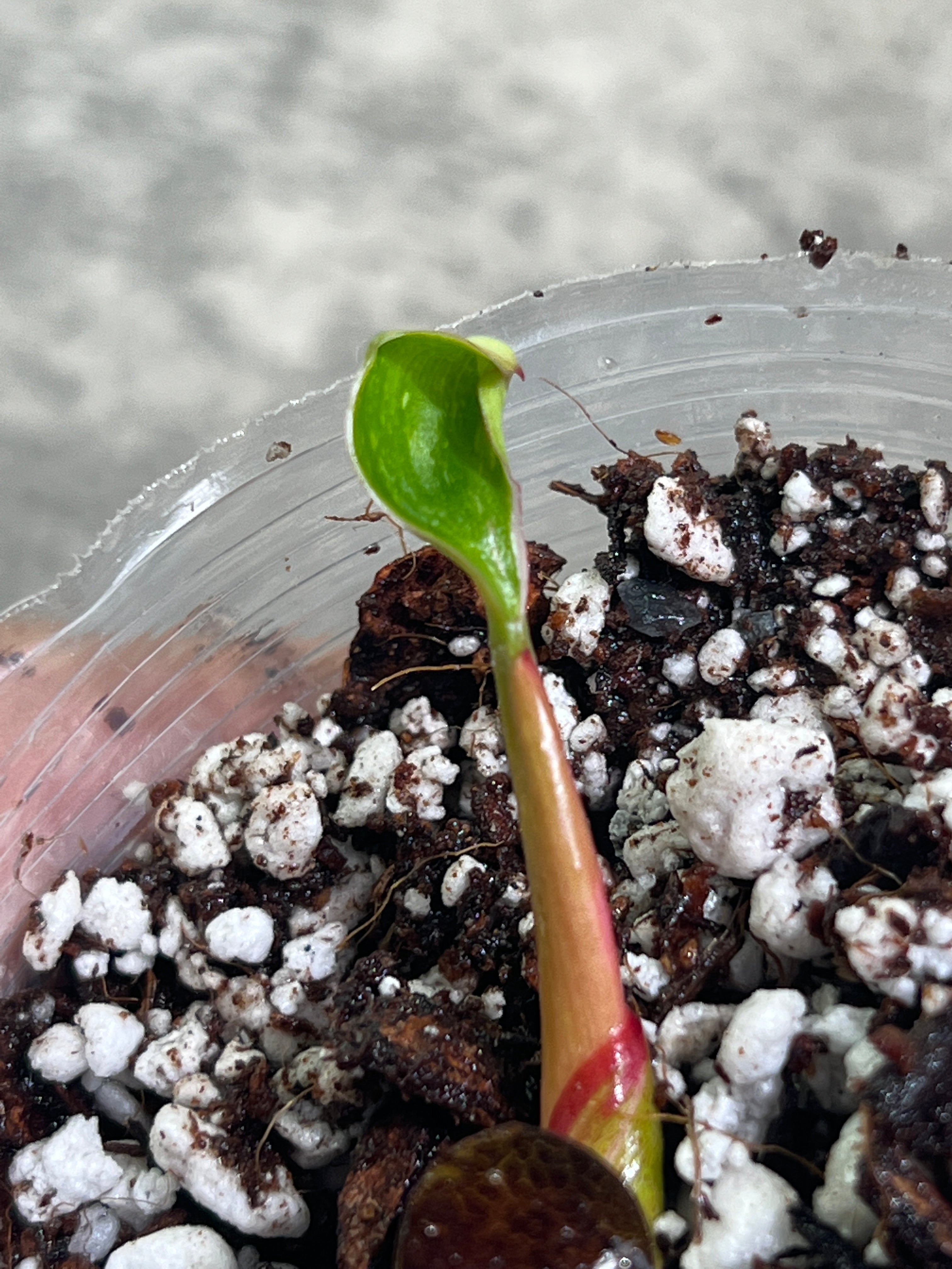 Philodendron white princess tricolor rooted