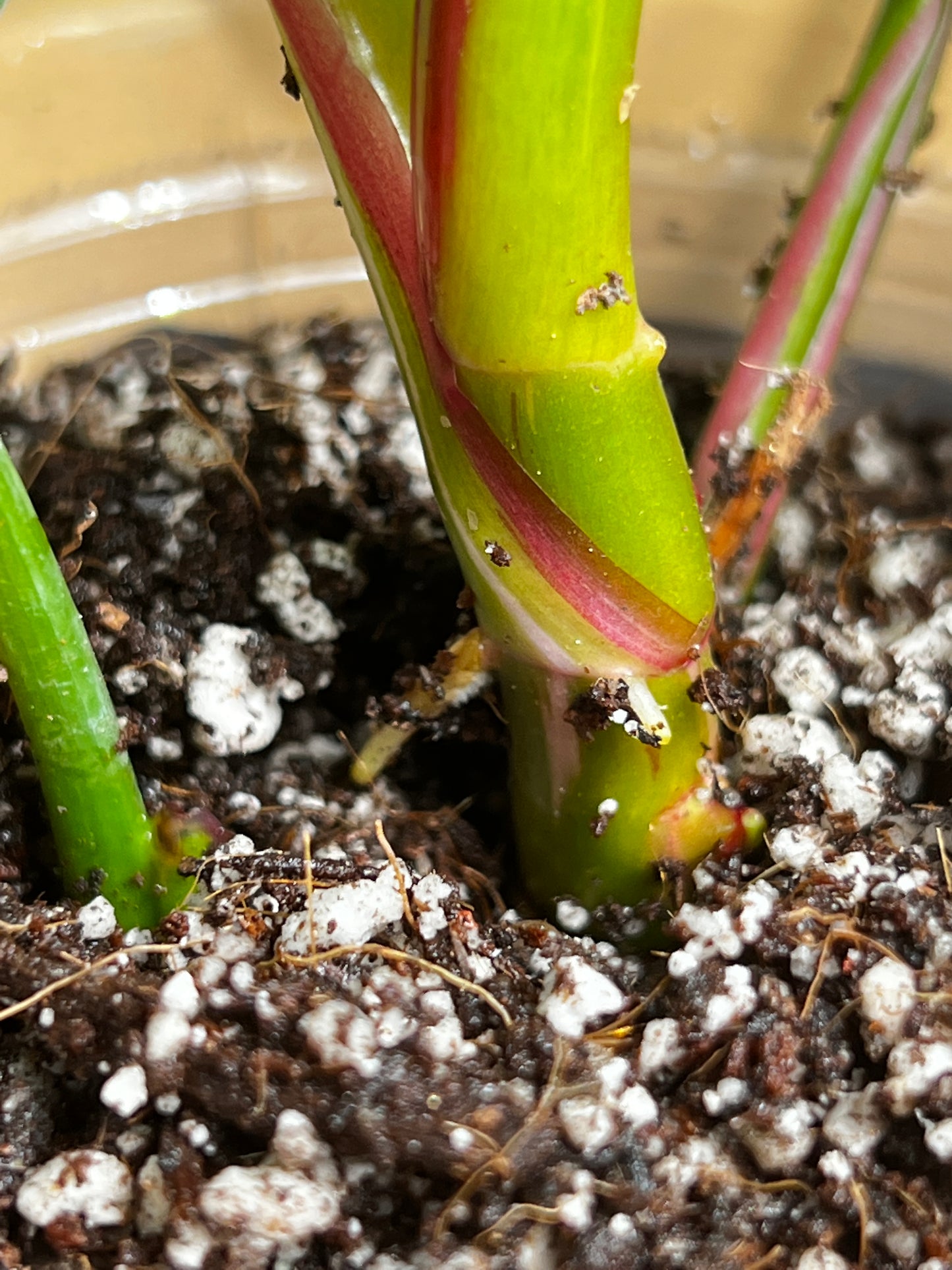 Philodendron white princess rooted  5 leaves  1 sprout highly Variegated