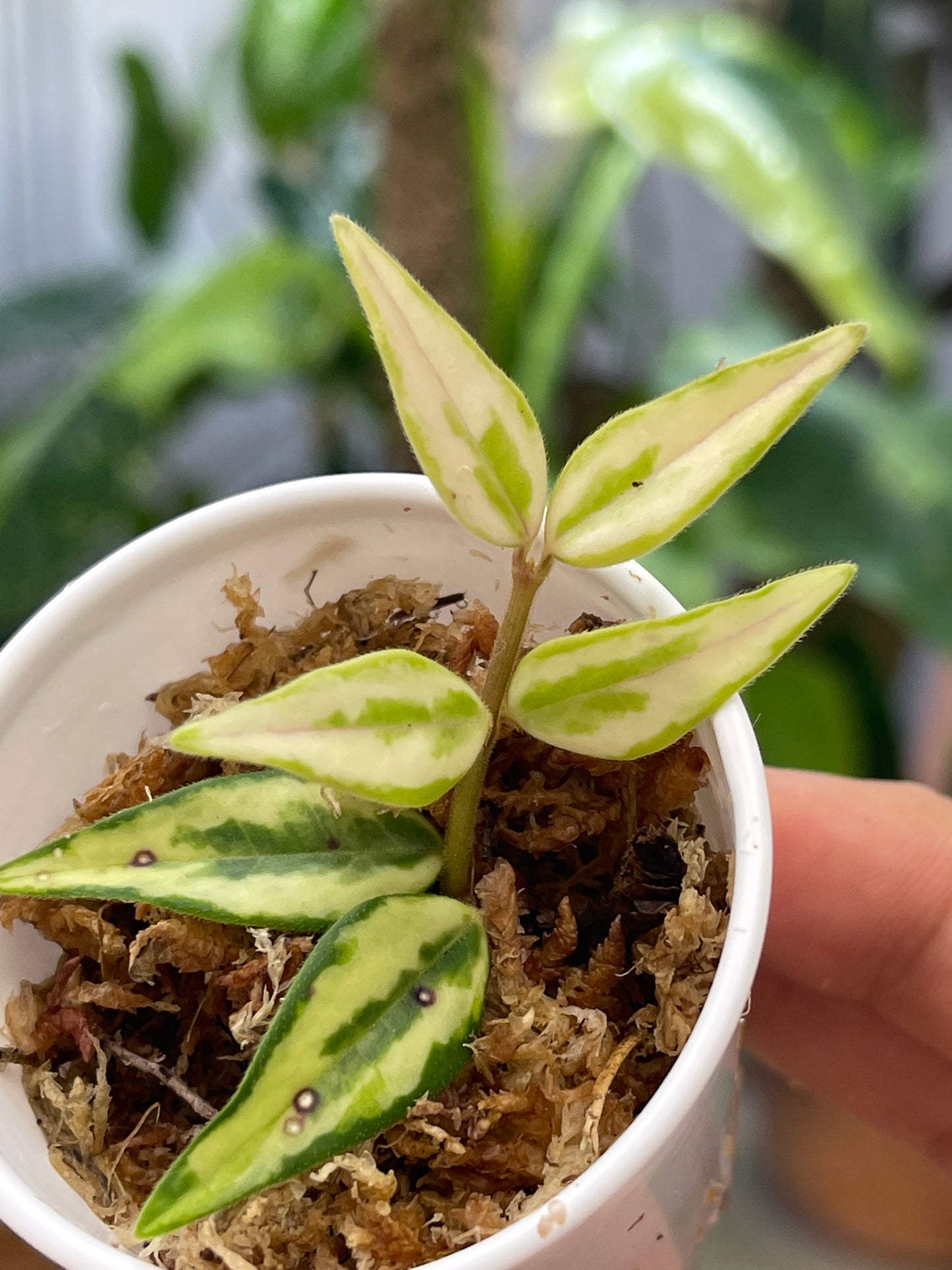 Private sale: hoya luis bois rooting cutting