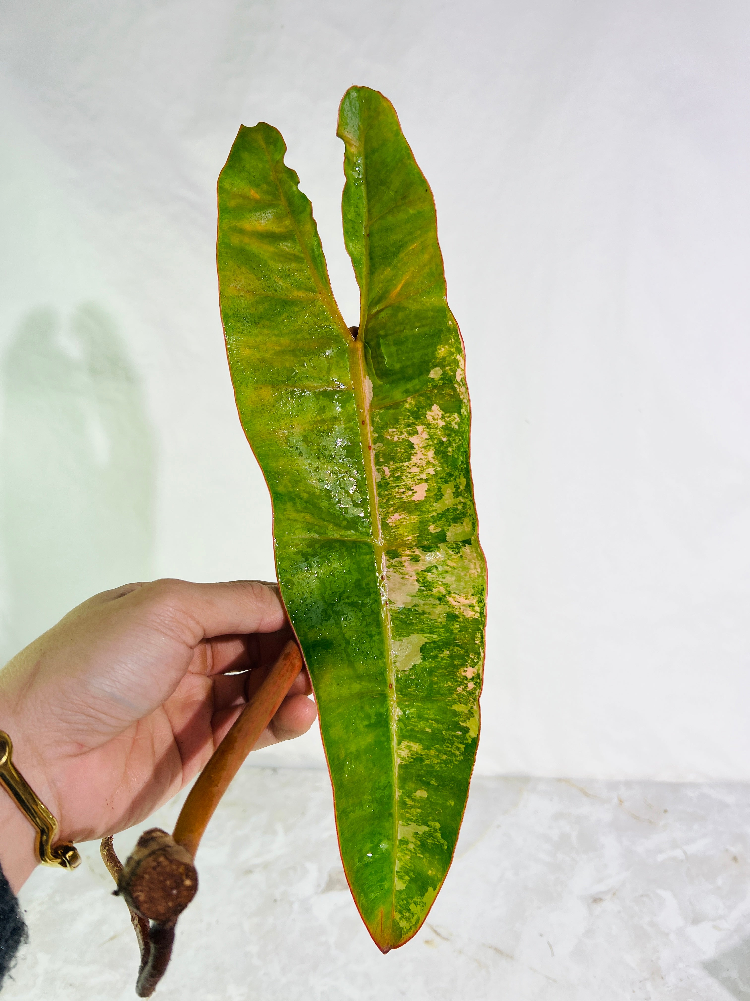 Philodendron Billietiae variegated unrooted cutting highly Variegated