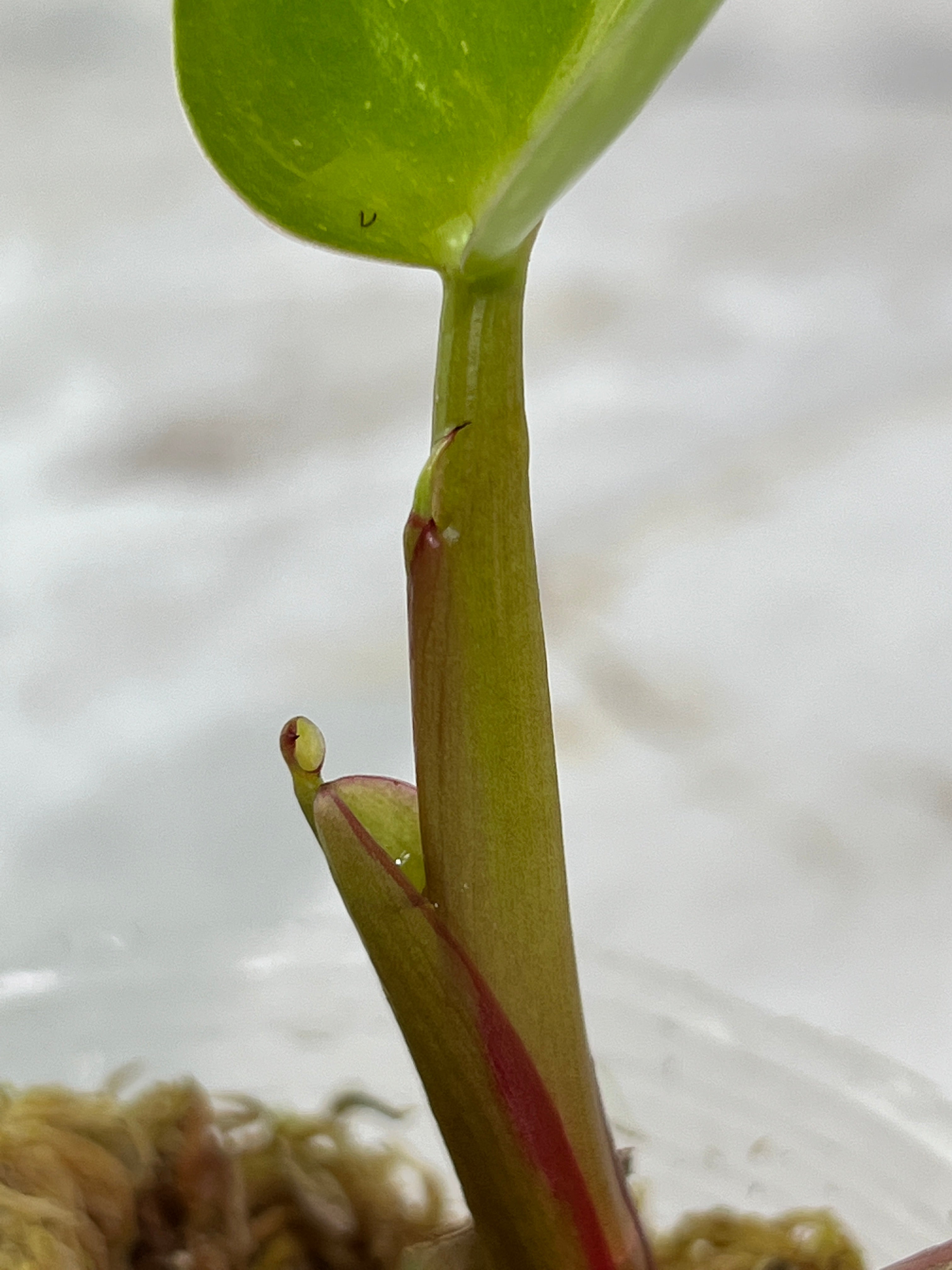 Philodendron white princess rooted  2 leaves 1 sprout