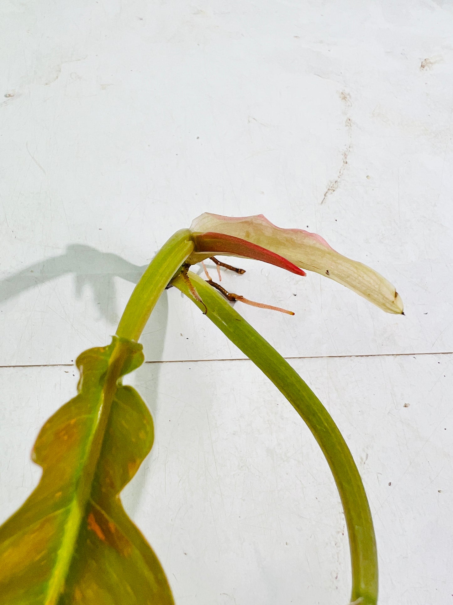 Philodendron ring of fire rooting top cutting 2 leaves 1 sprout