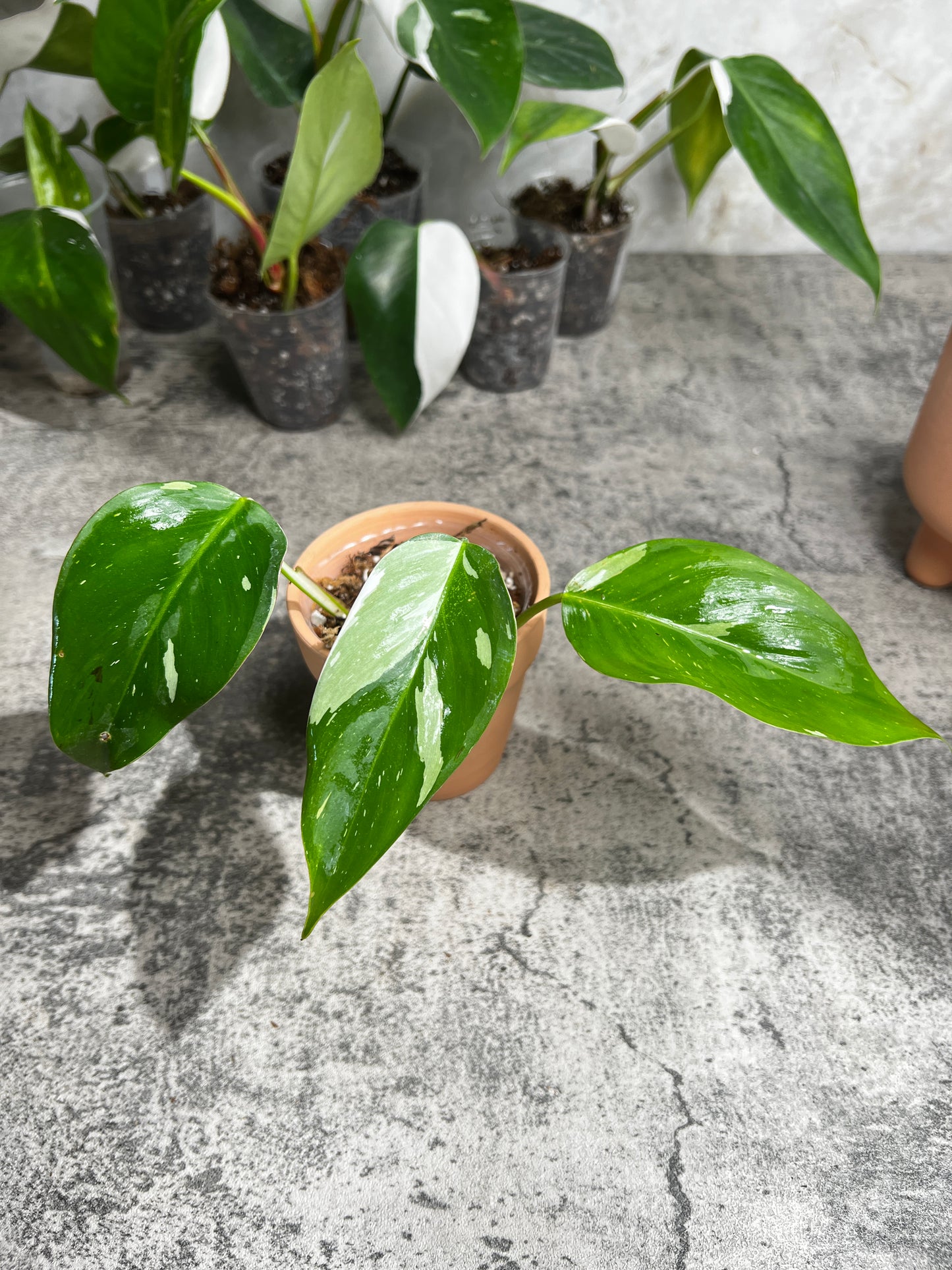 Philodendron white princess slightly rooted   3 leaves