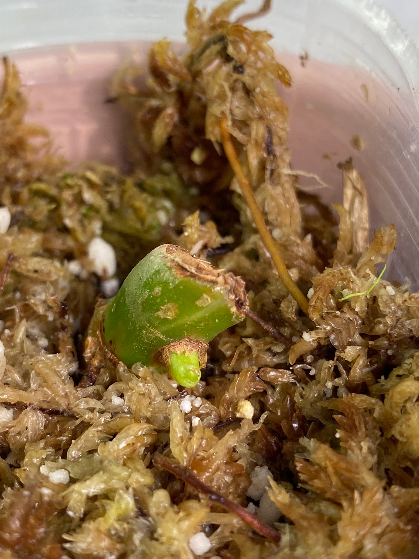 Philodendron white wizard slightly rooted sprout
