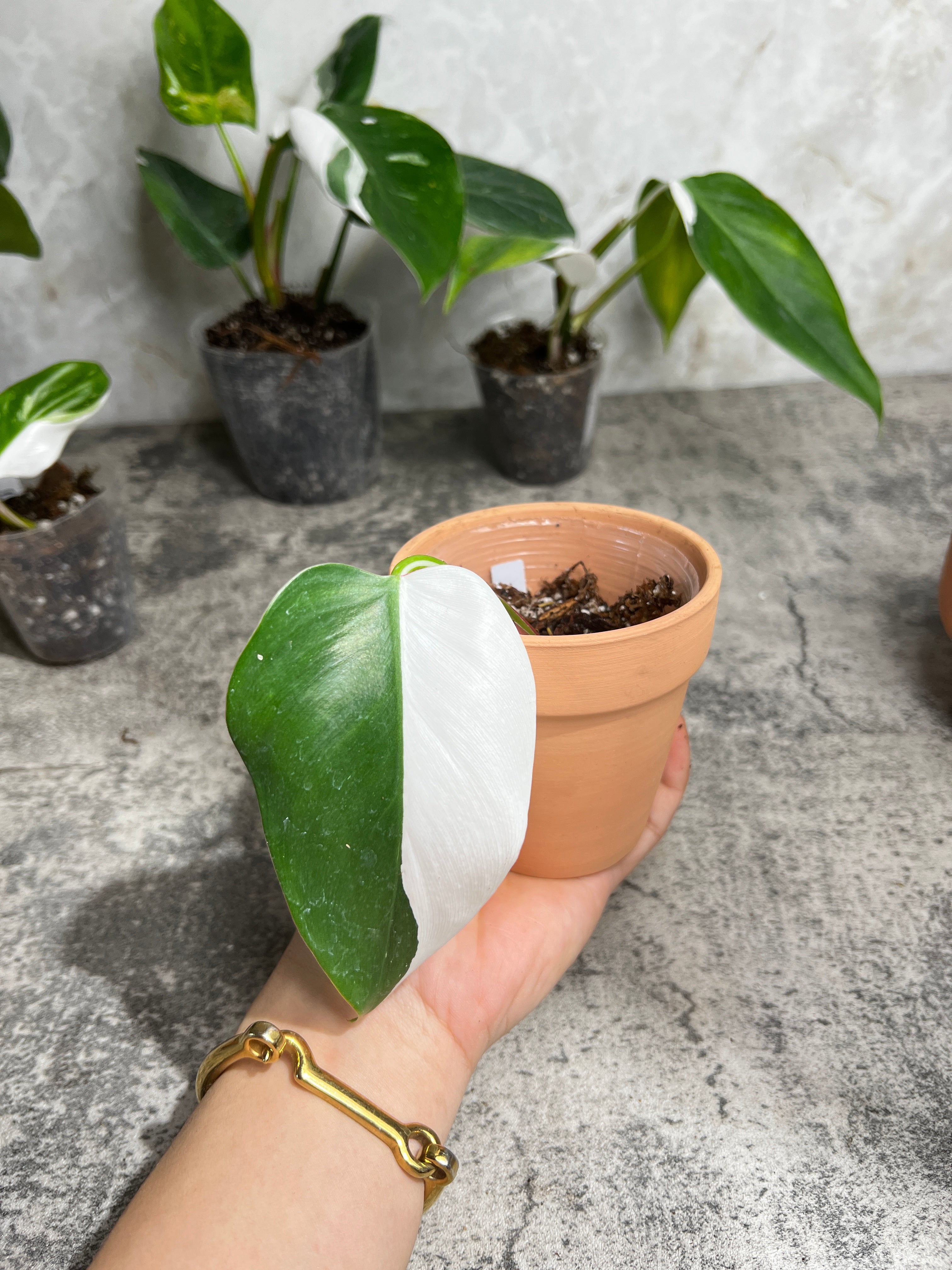 Philodendron white princess slightly rooted  1 leaf half moon