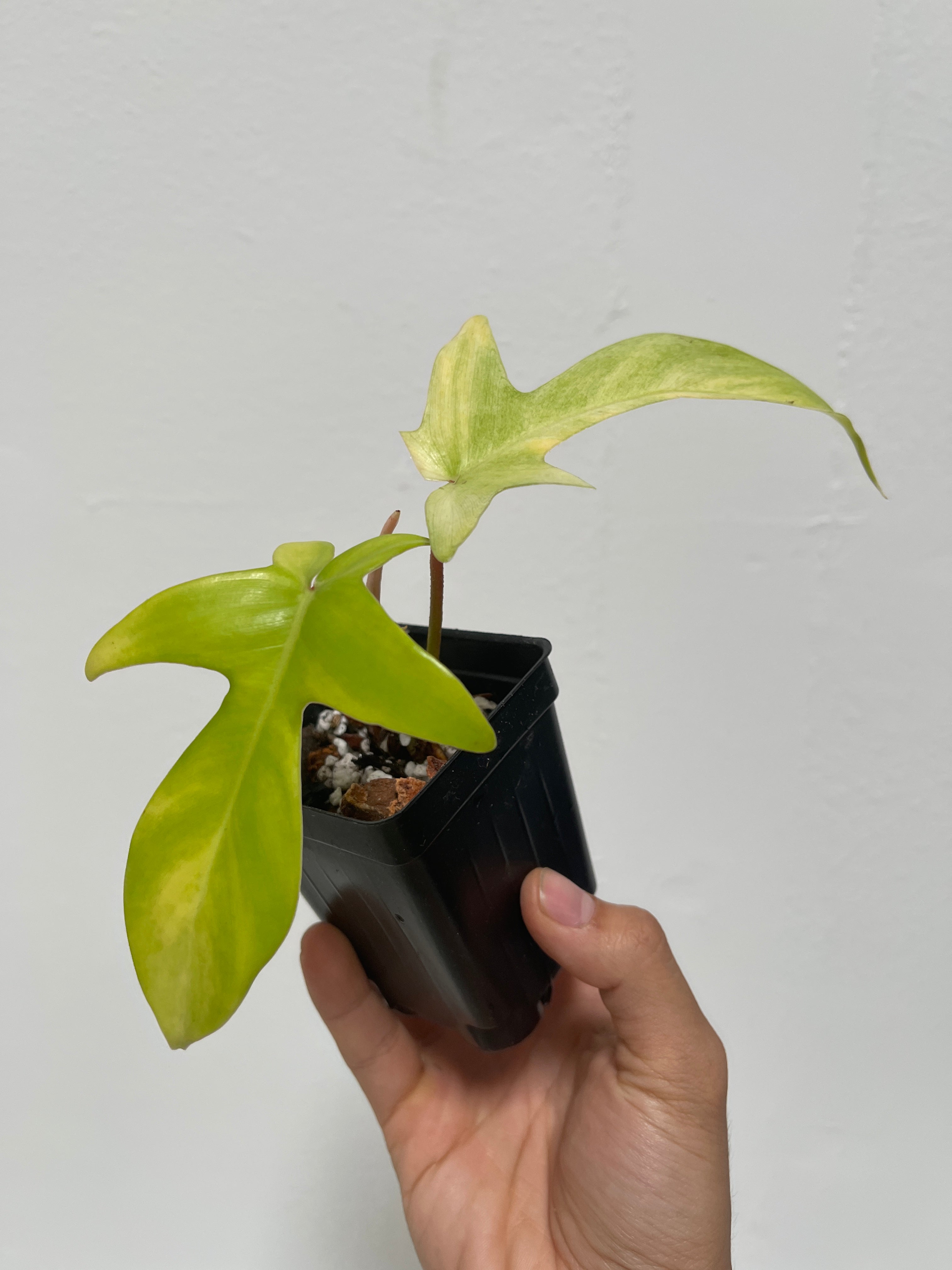 Philodendron Florida ghost