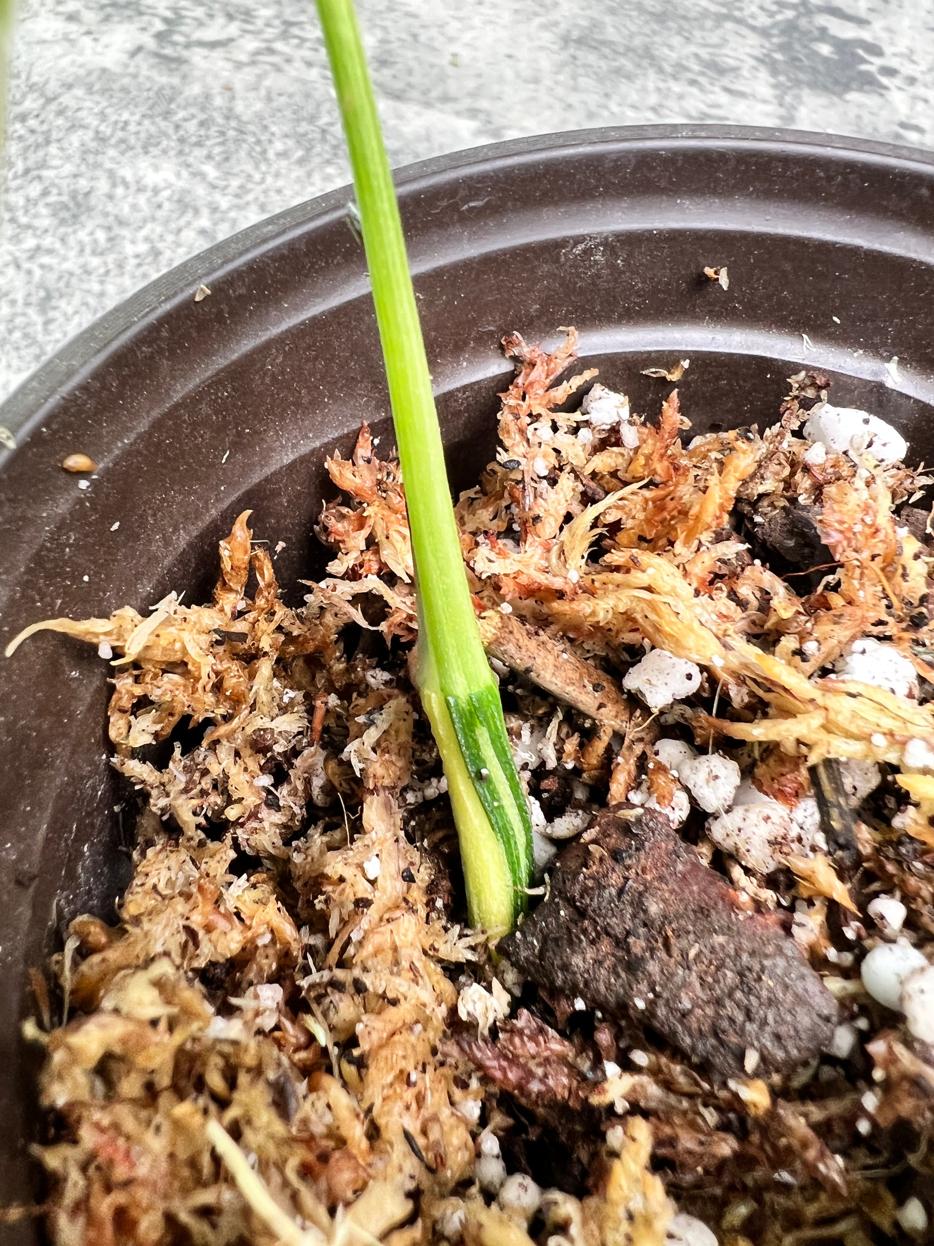 Epipremnum pinnatum variegated 1 leaf double node slightly rooted