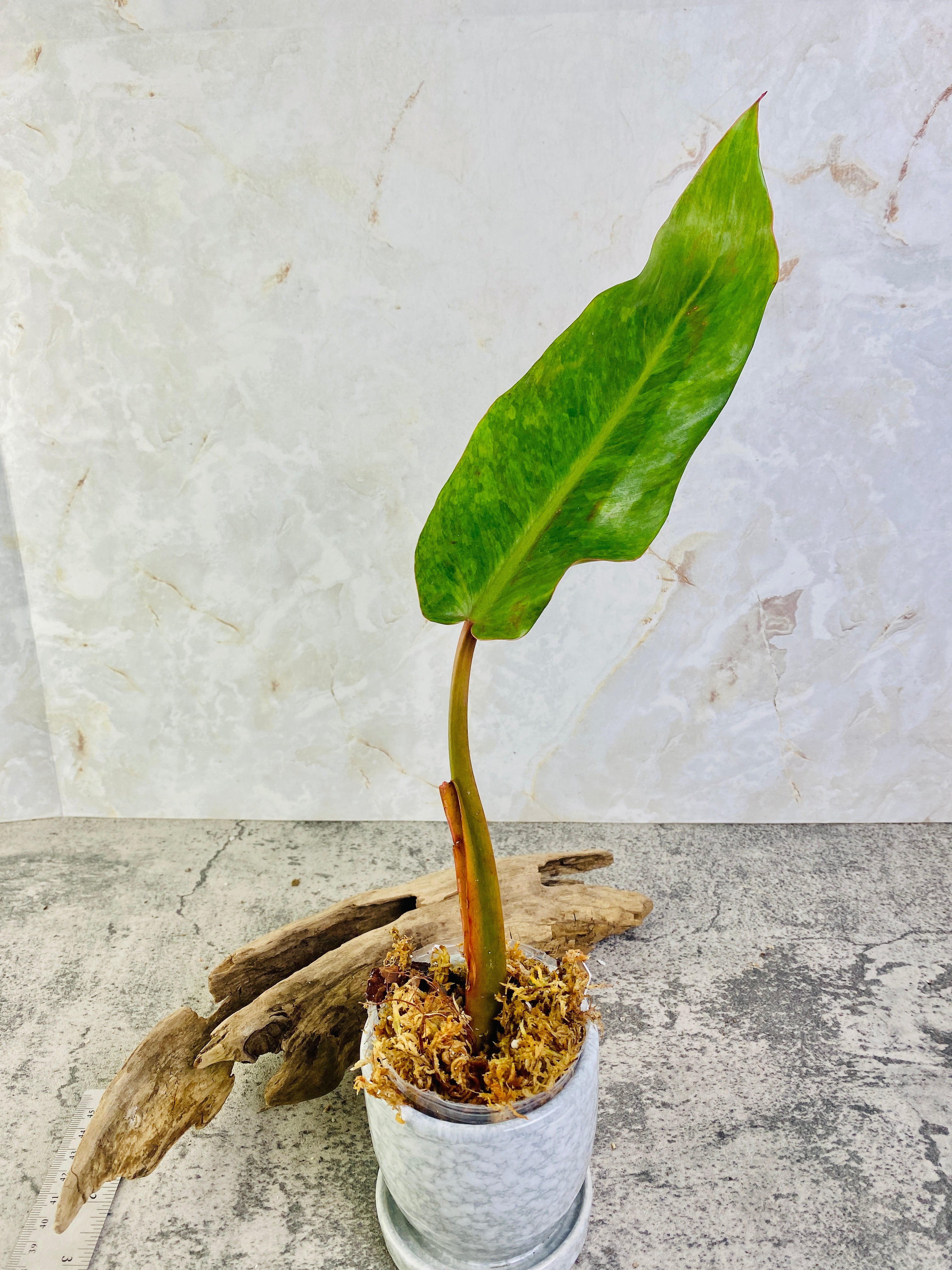 Grower Choice: Philodendron Orange Marmalade 1 leaf 1 growing bud Slightly Rooted