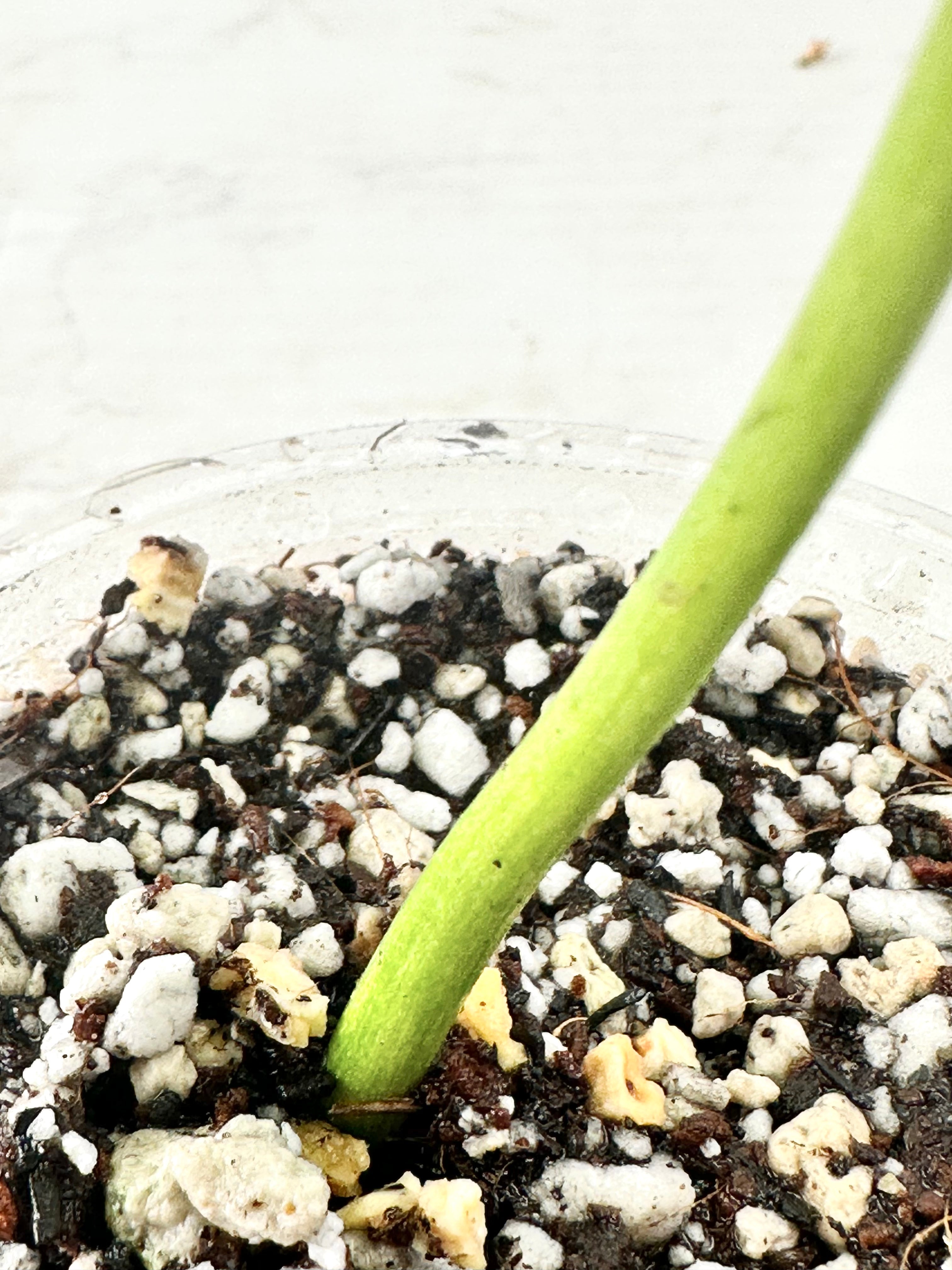 Monstera full mint rooting  1 leaf top cutting in soil for 1 month