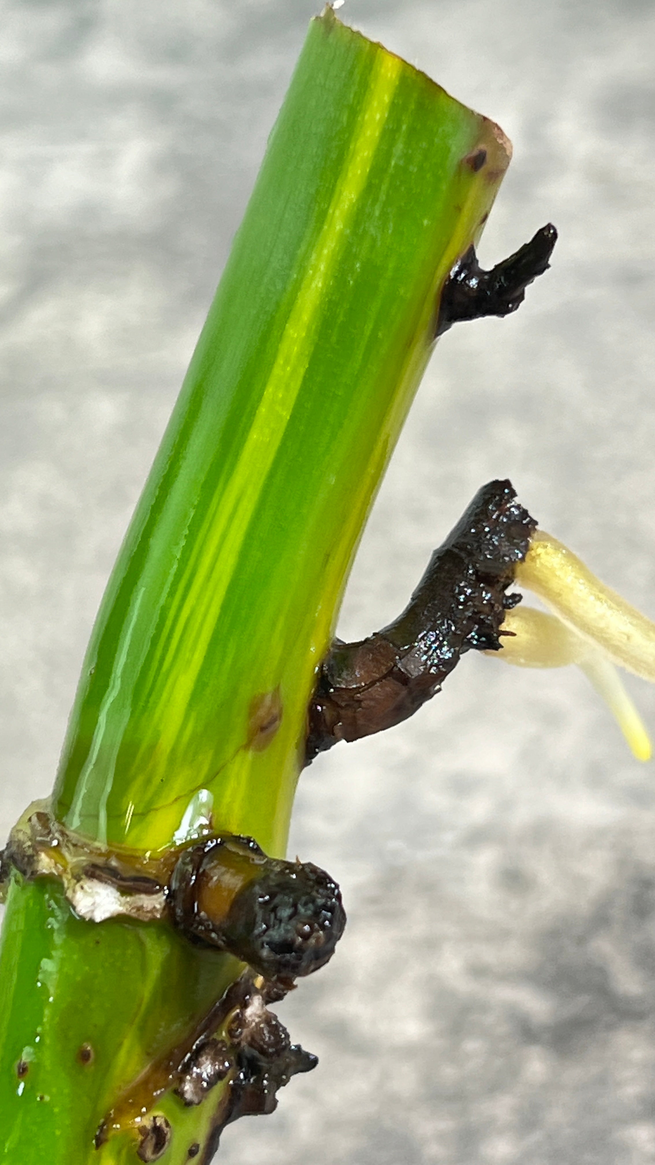 Monstera aurea rooting big node with 1 active bud