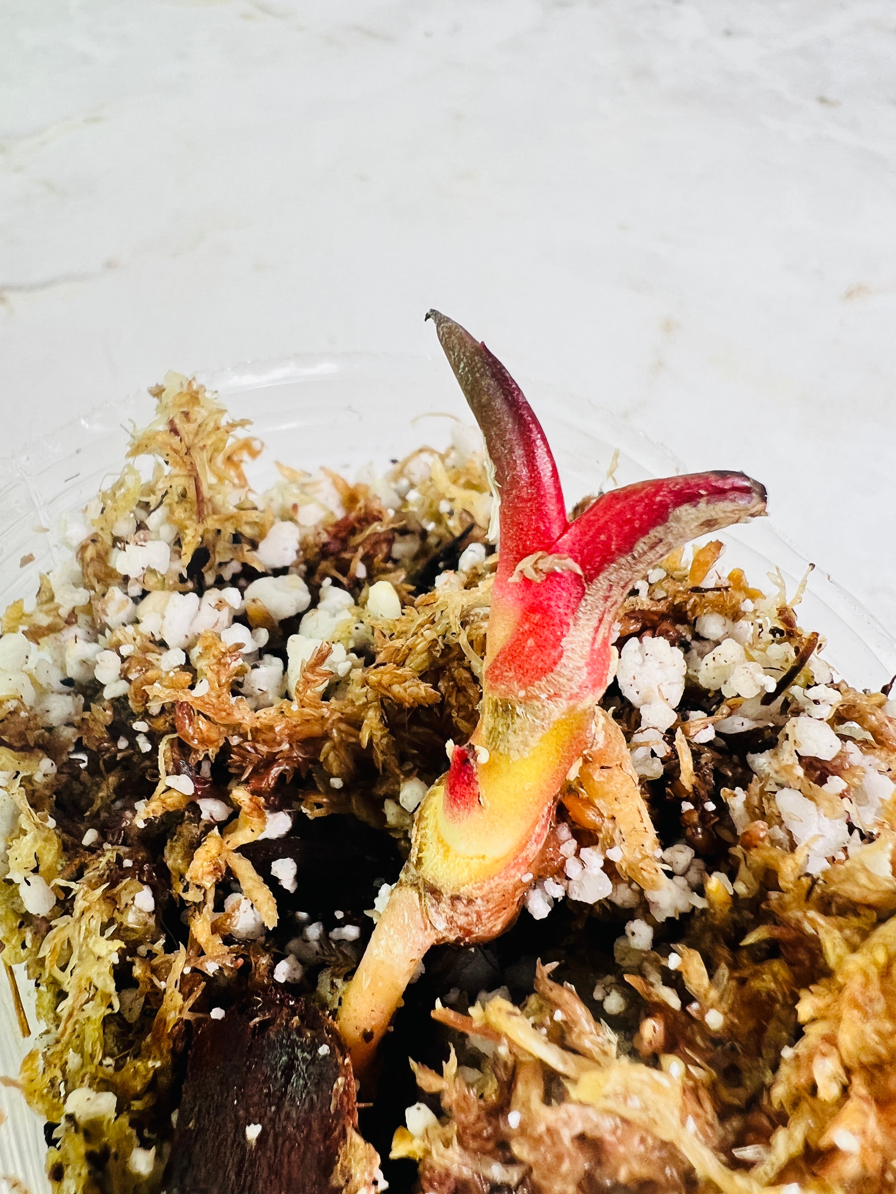 Anthurium papillilaminum rooted 2 sprouts