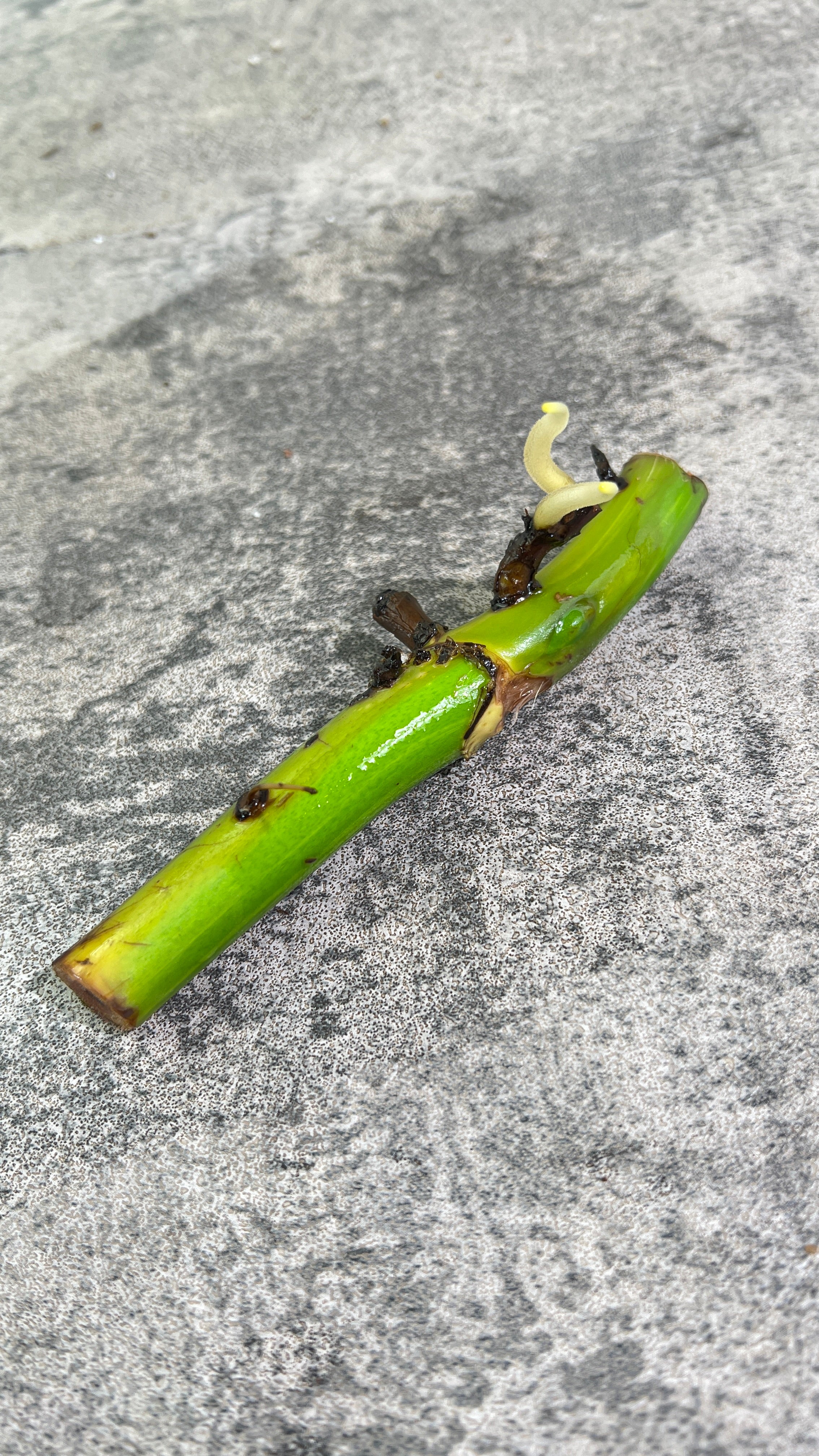 Monstera aurea rooting big node with 1 active bud