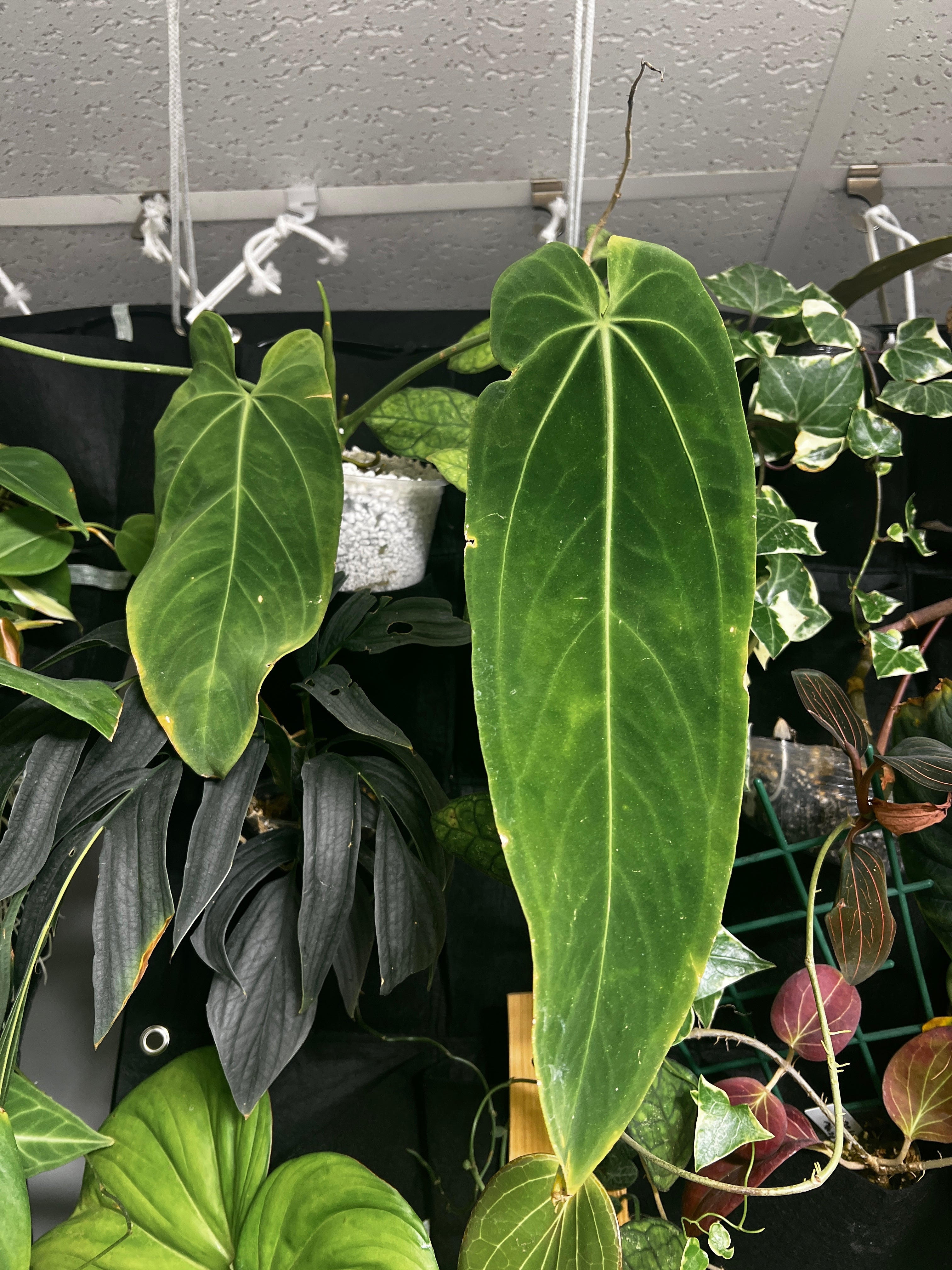 Anthurium warocqueanum 'Esmeralda' Rooted big chonk