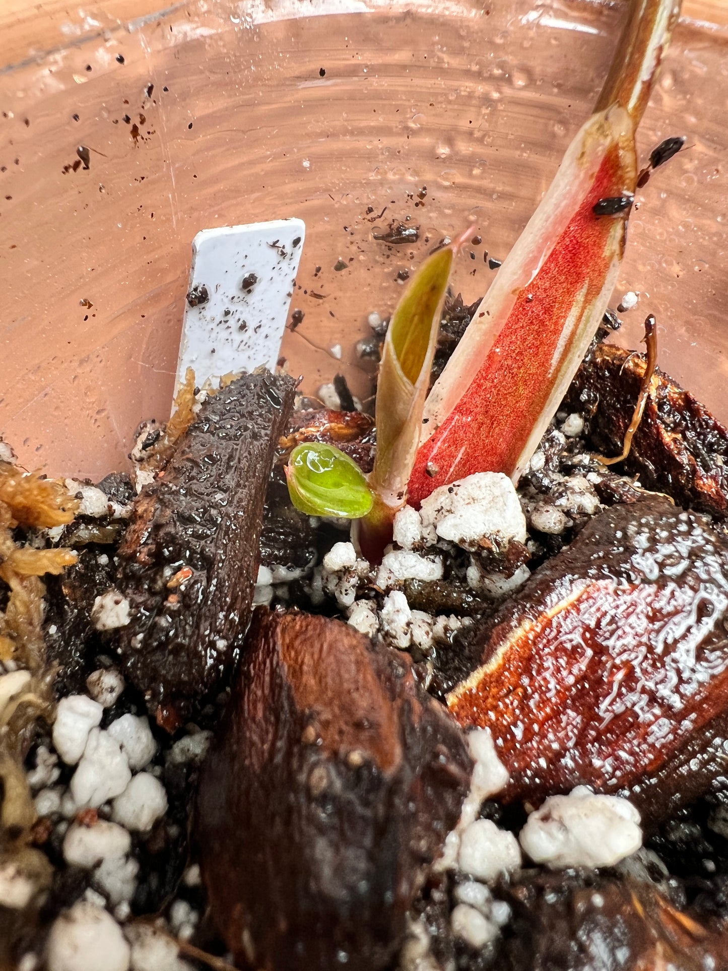 Philodendron white knight tricolor slightly rooted 2 leaves