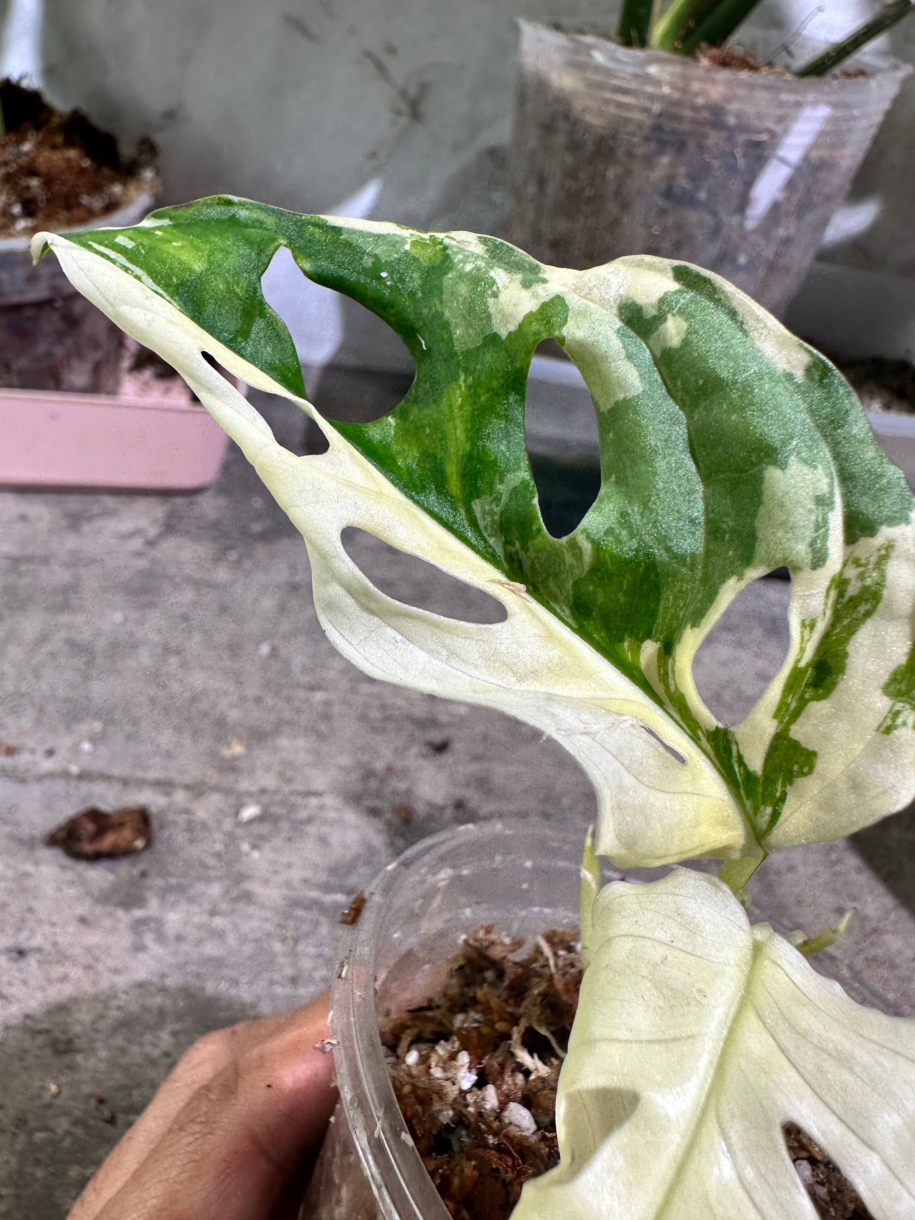 Monstera adansonii tricolor