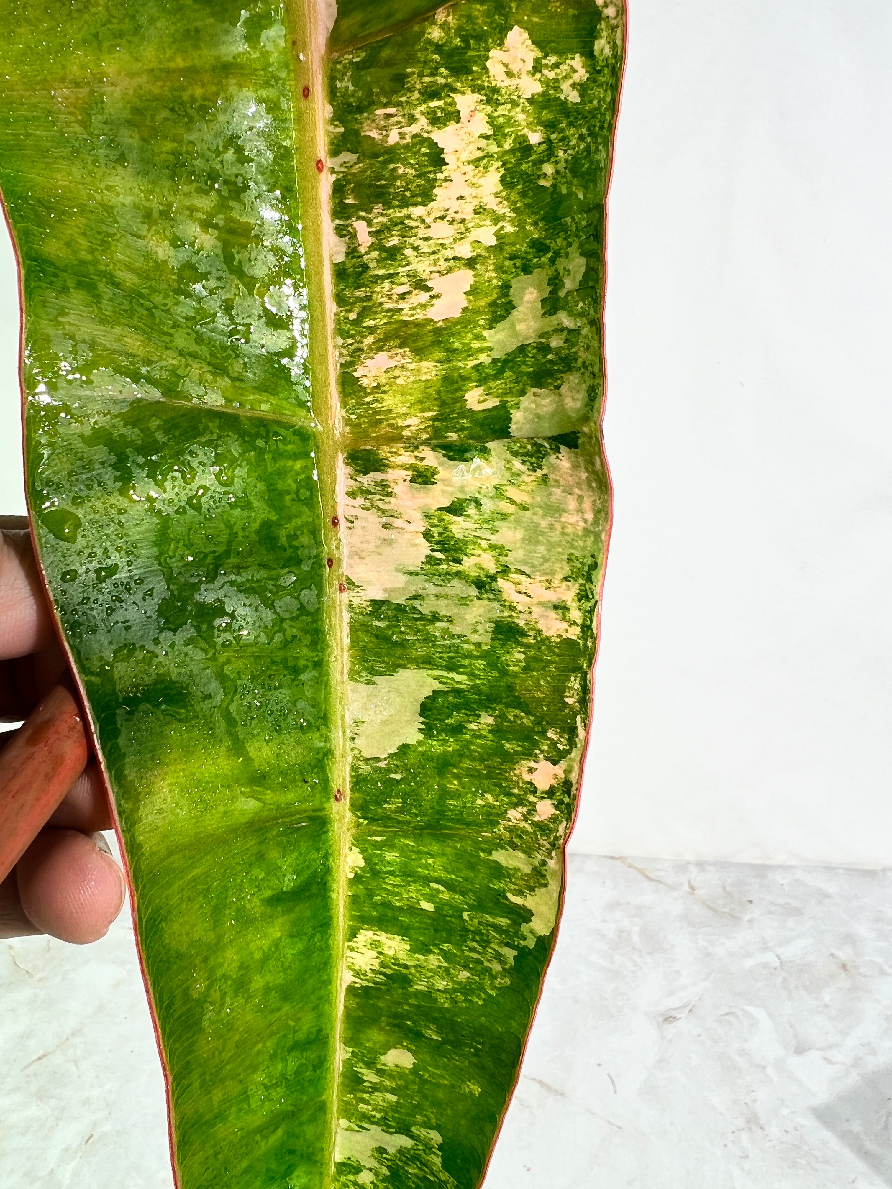 Philodendron Billietiae variegated unrooted cutting highly Variegated