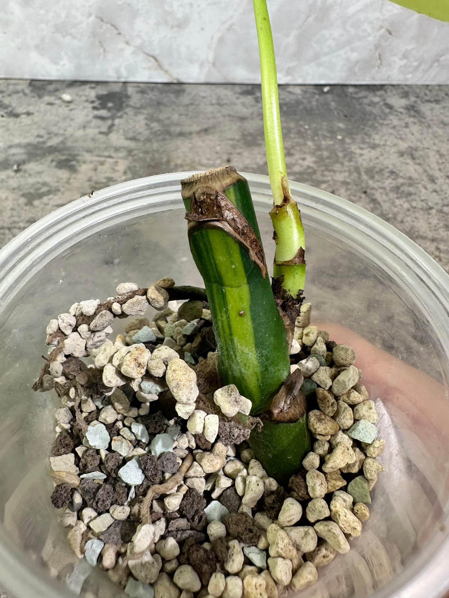 Monstera aurea rooted