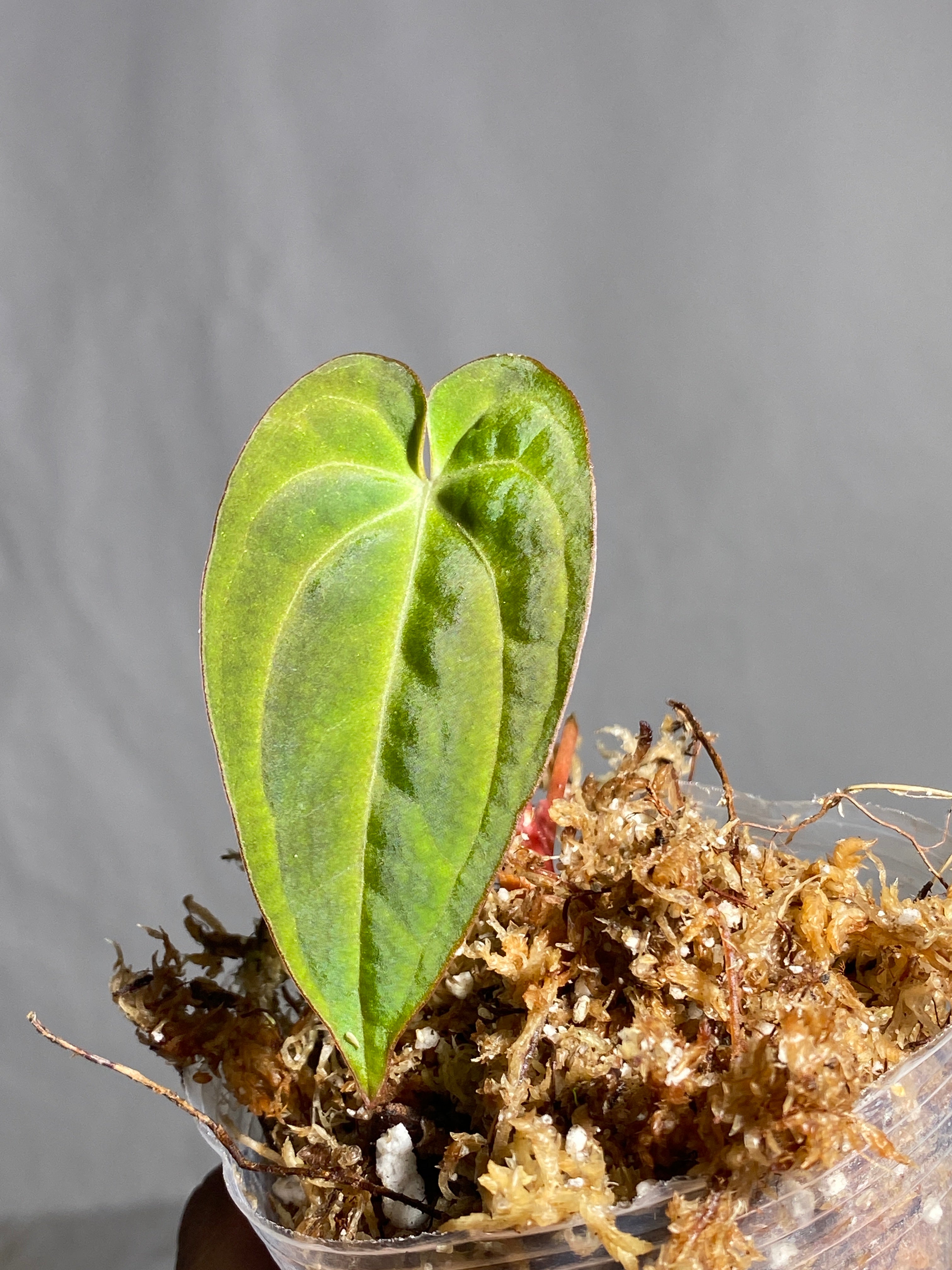 Anthurium Dark Phoenix slightly rooted