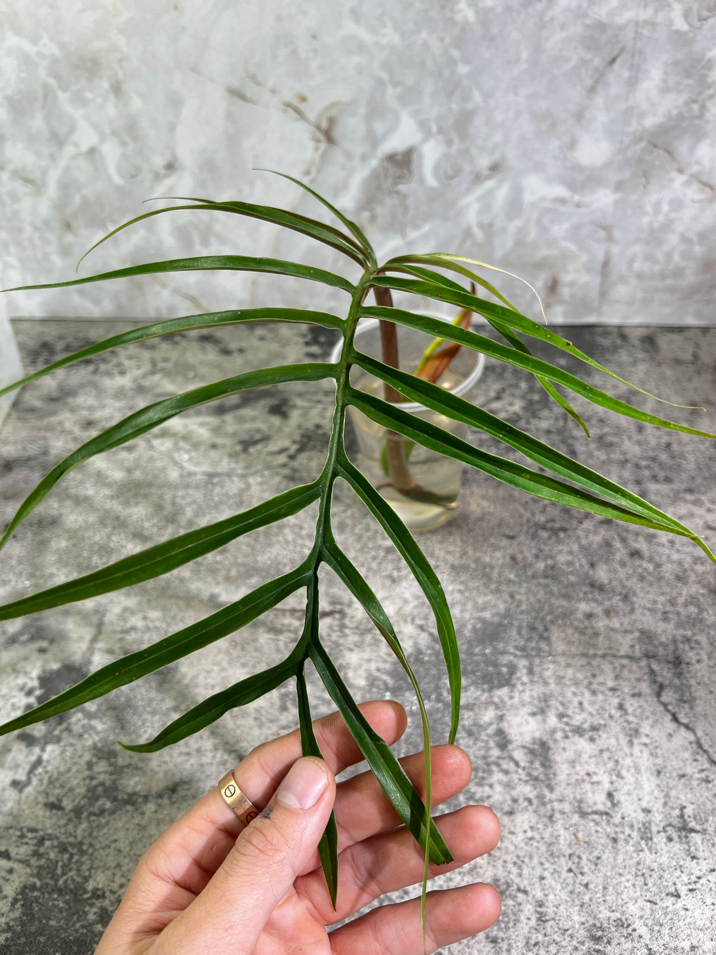 Philodendron Tortum rooting cutting 2 leaves  1 sprout top cutting