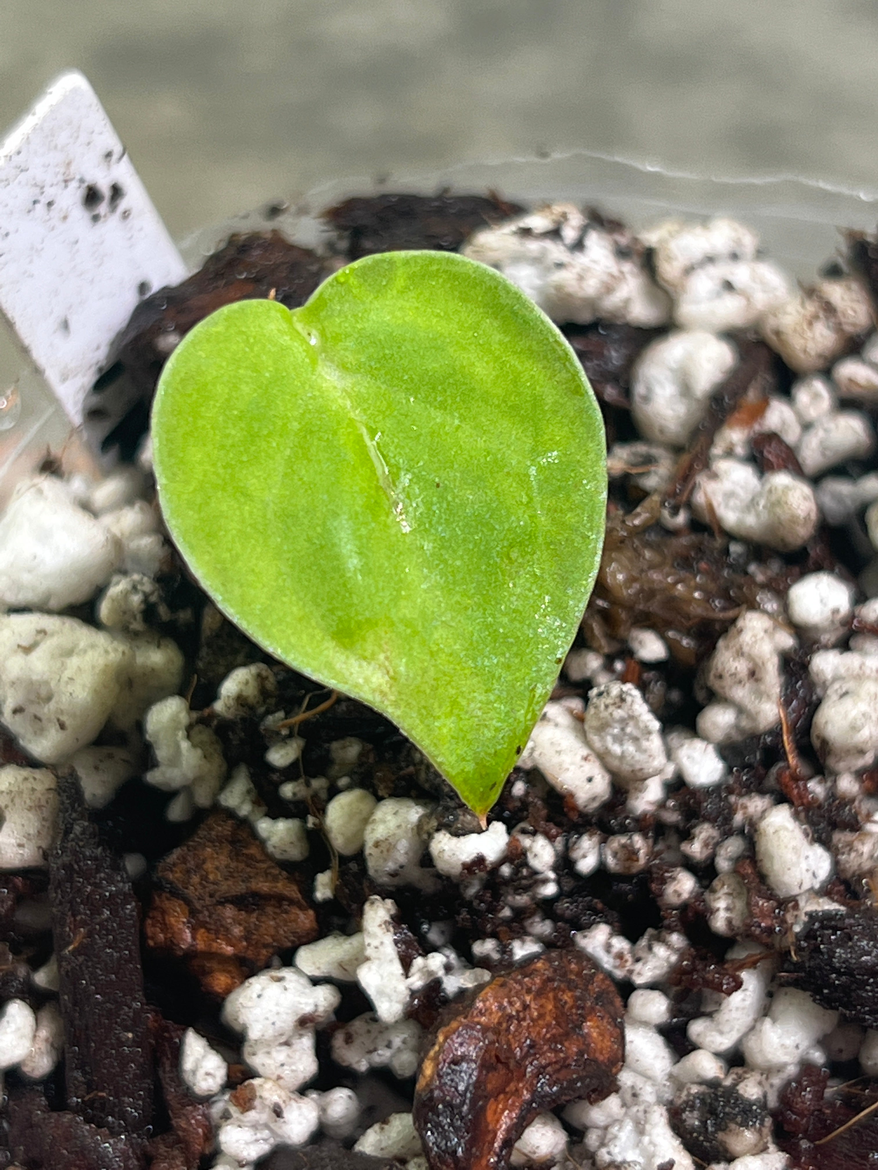 Anthurium dark phoenix rooted 1 leaf