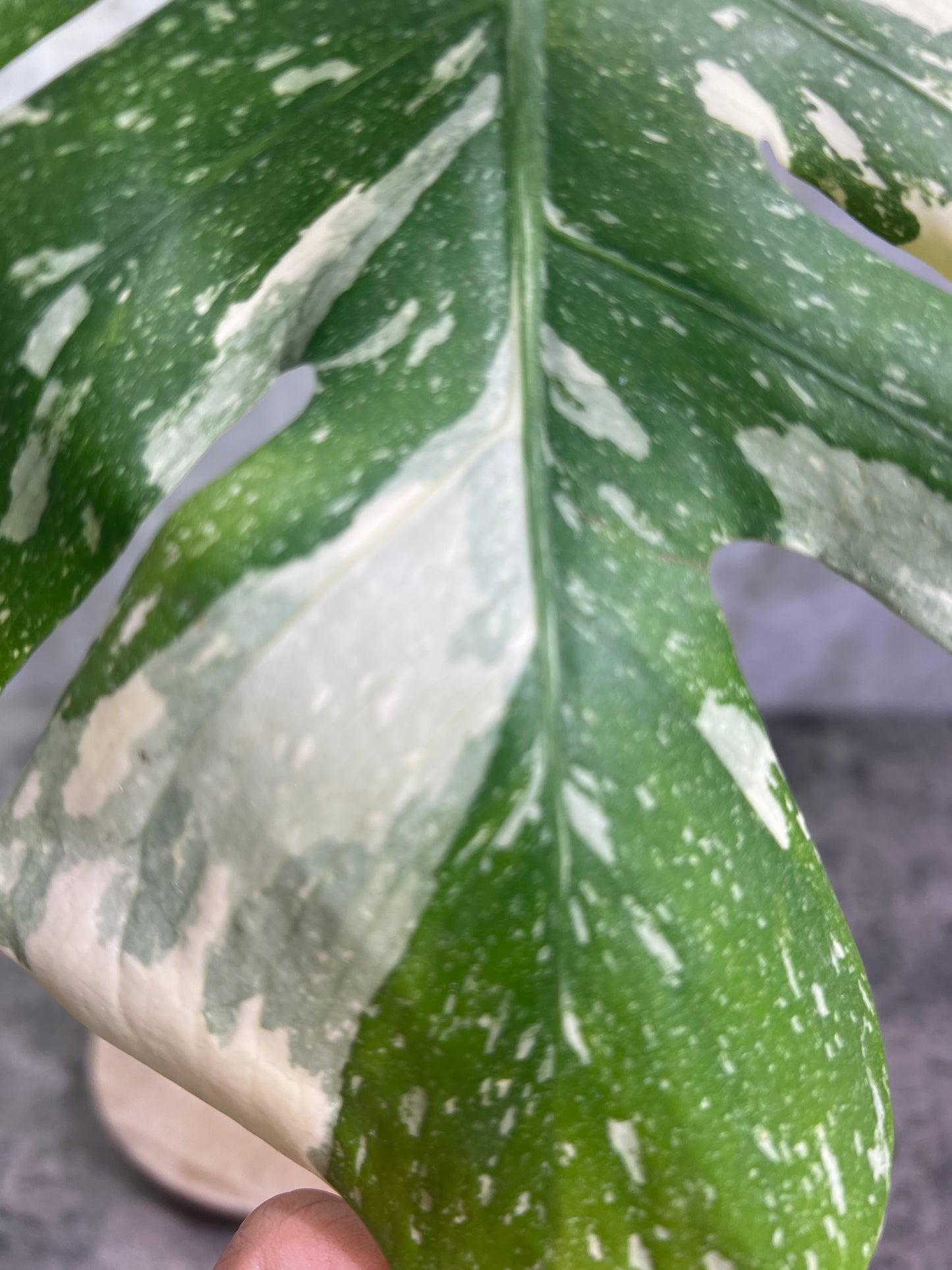 Monstera Thai Constellations rooted 1 leaf top cutting highly Variegated