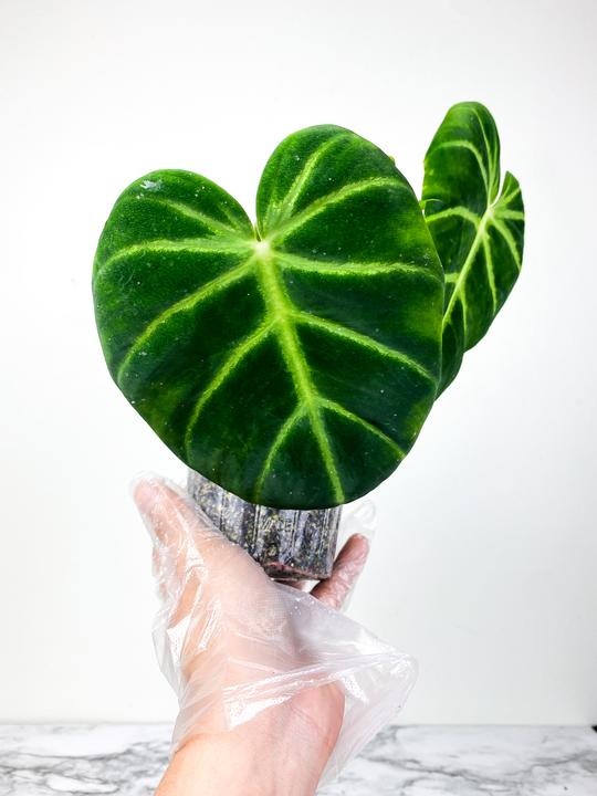 Philodendron luxurians unrooted node