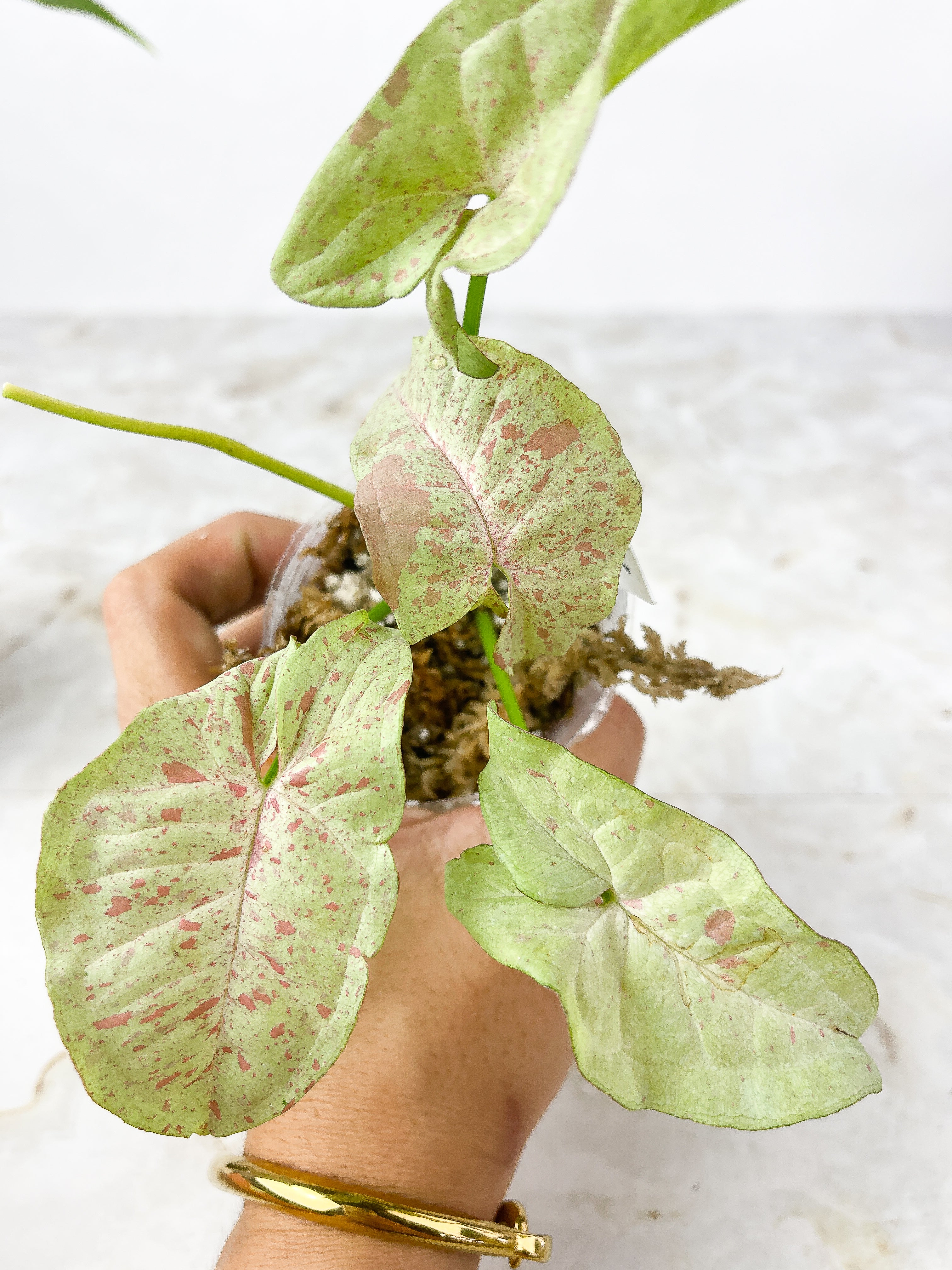 Syngonium Milk Confetti Slightly Rooted node 2 sprouts