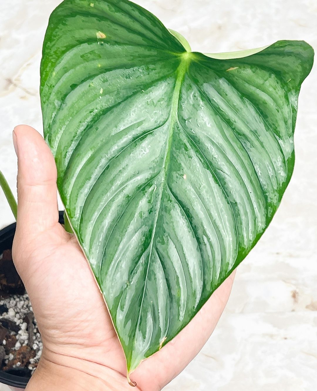 Philodendron pastazanum silver nieve node with 1 sprout slightly rooted. This is a special variety with 80% silver leaves