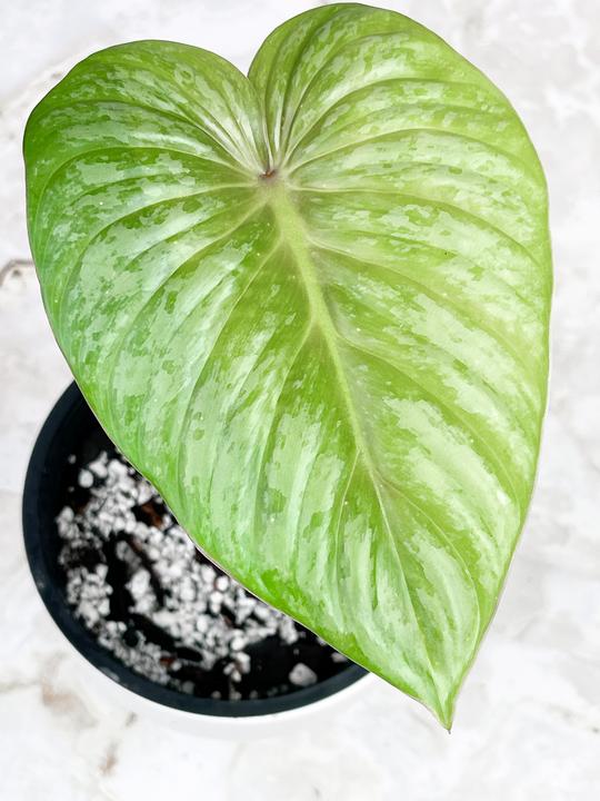 Philodendron pastazanum silver node with 1 sprout rooted