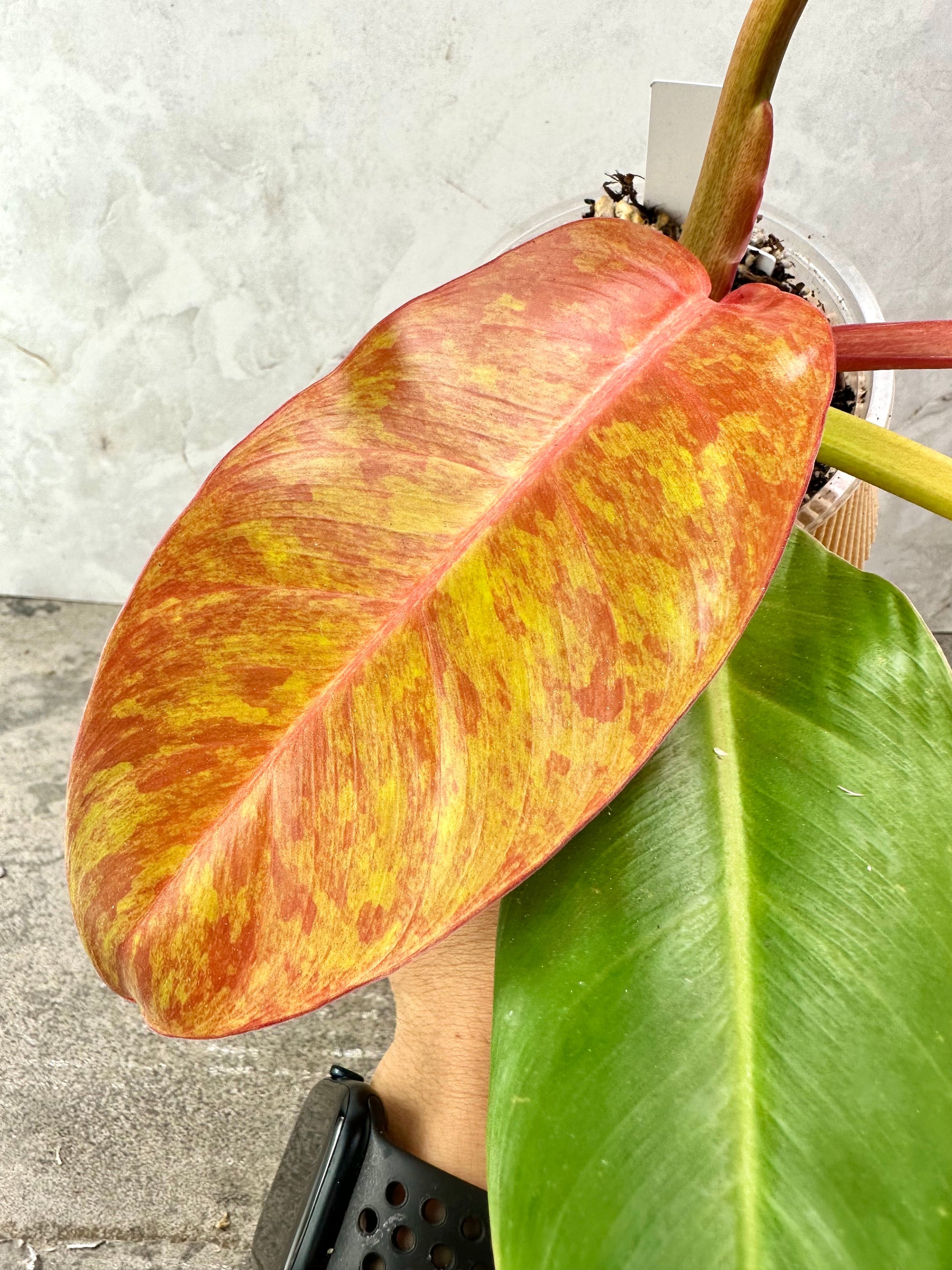 Grower Choice: Philodendron  Prince of Orange variegated  Slightly Rooted node 1 activated bud